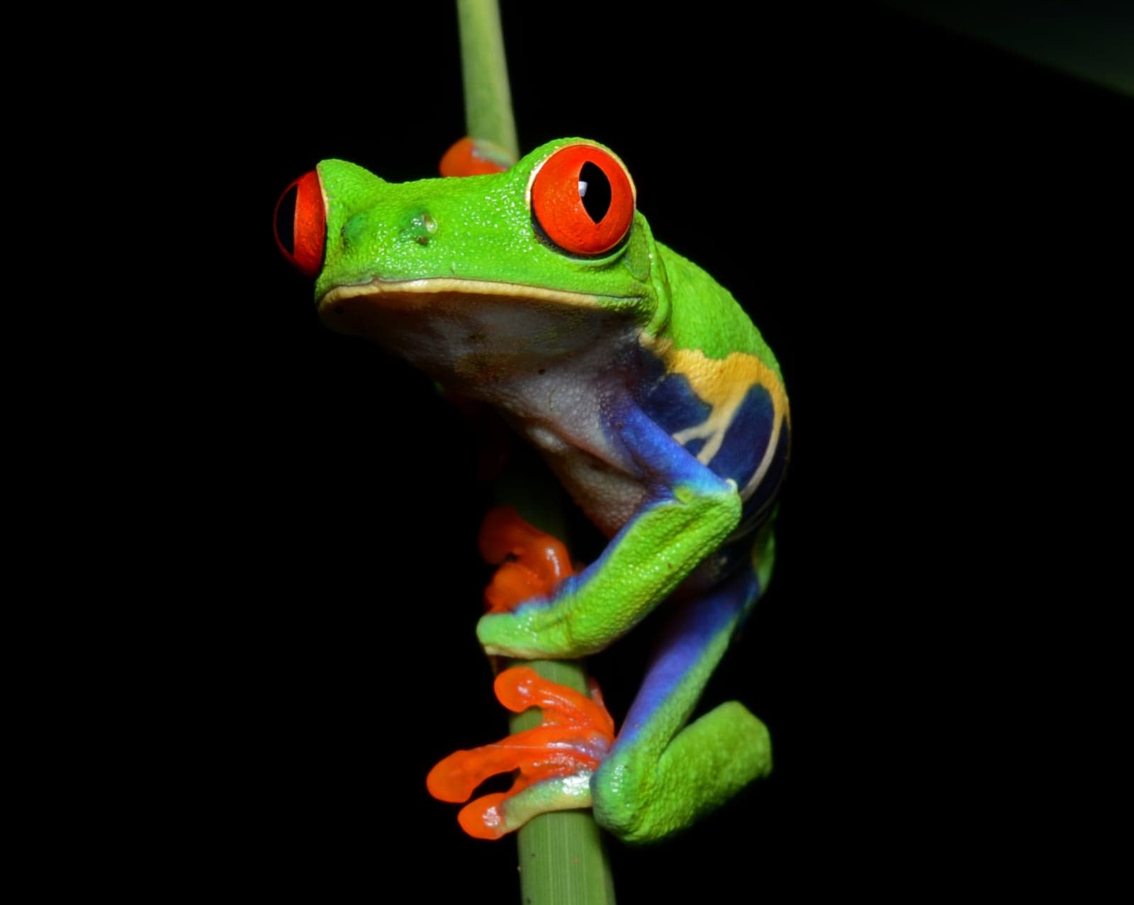A red-eyed tree frog with bulging red eyes and blue legs clinging to a leaf