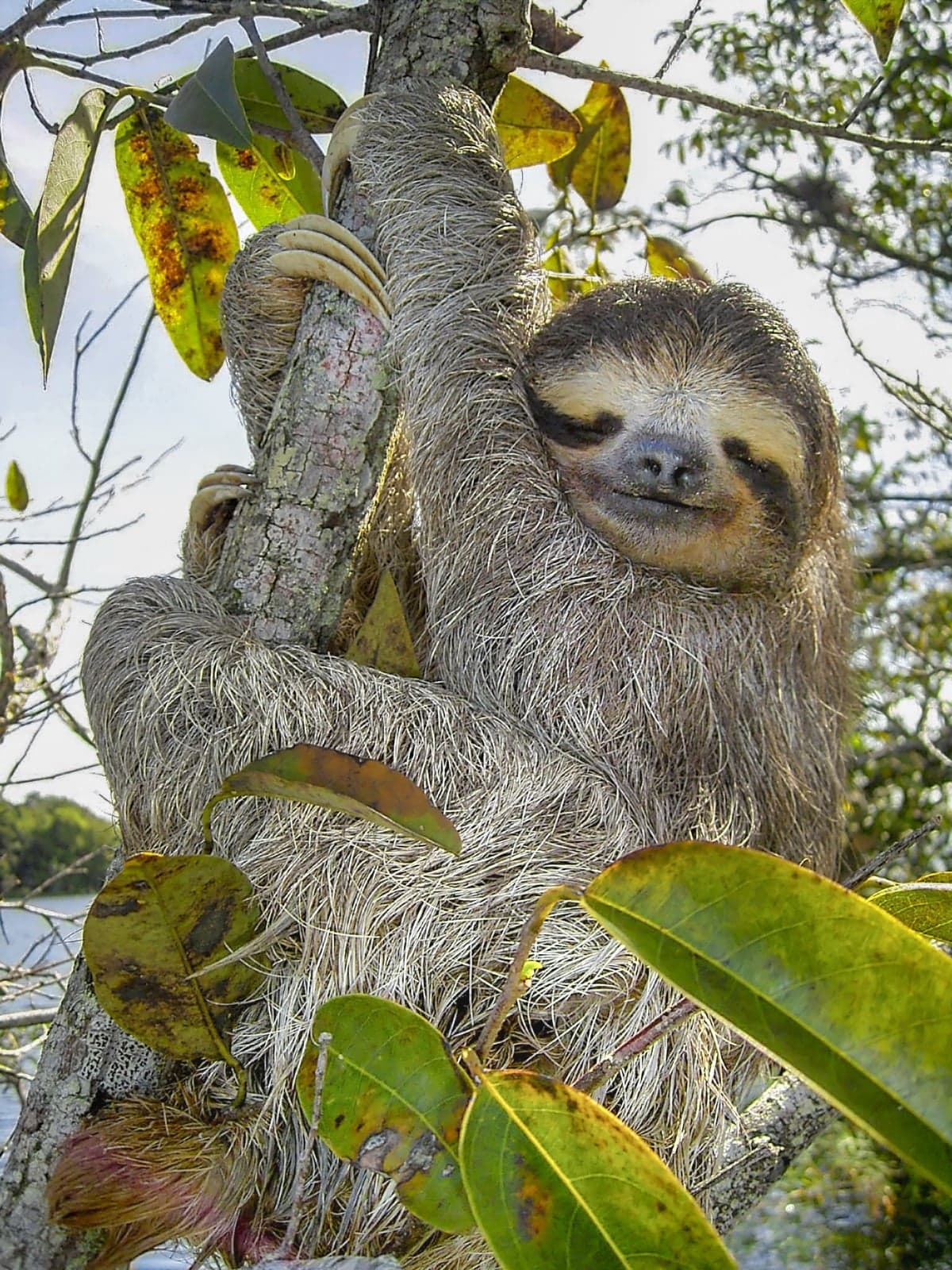 A three-toed sloth hanging upside down from a branch with a tiny smile