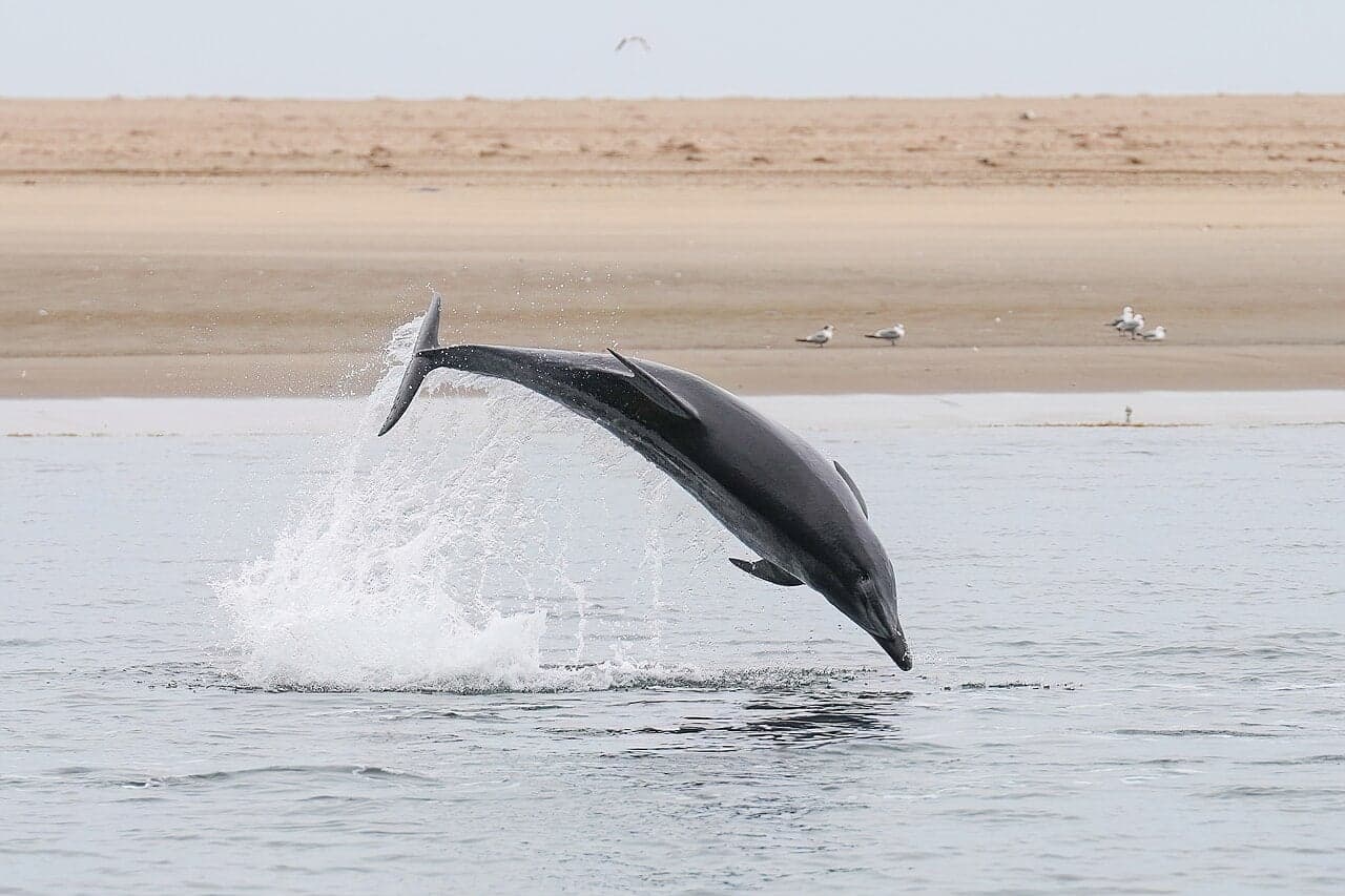 A bottlenose dolphin leaping from the turquoise Adriatic Sea