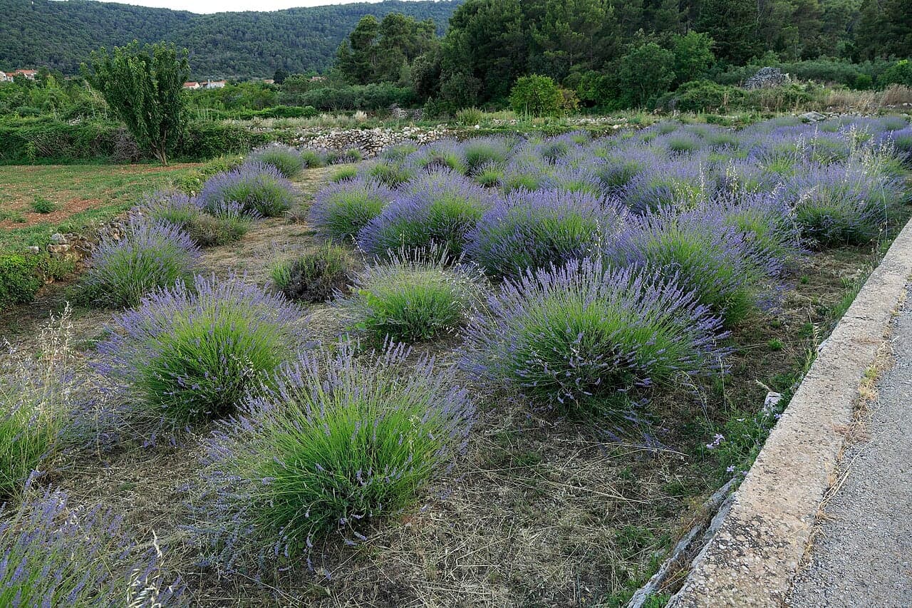 Purple lavender fields on the hillsides of Hvar island with the sea visible below