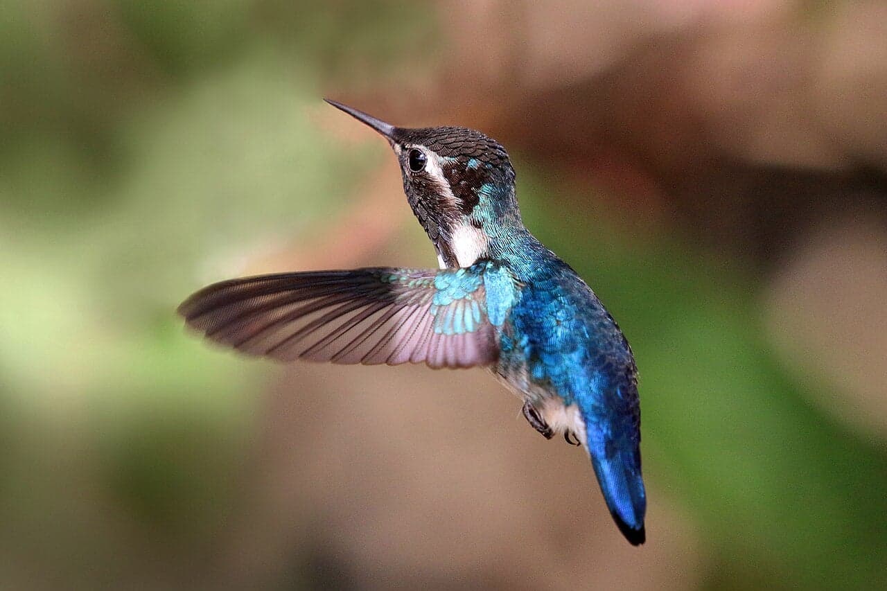 A tiny bee hummingbird perched on a flower stem, showing its iridescent feathers