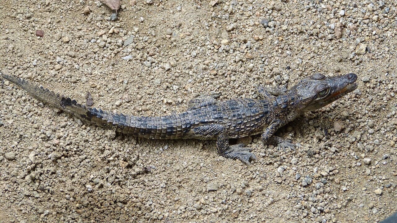 A Cuban crocodile resting at the edge of a swamp with its distinctive yellow-black markings