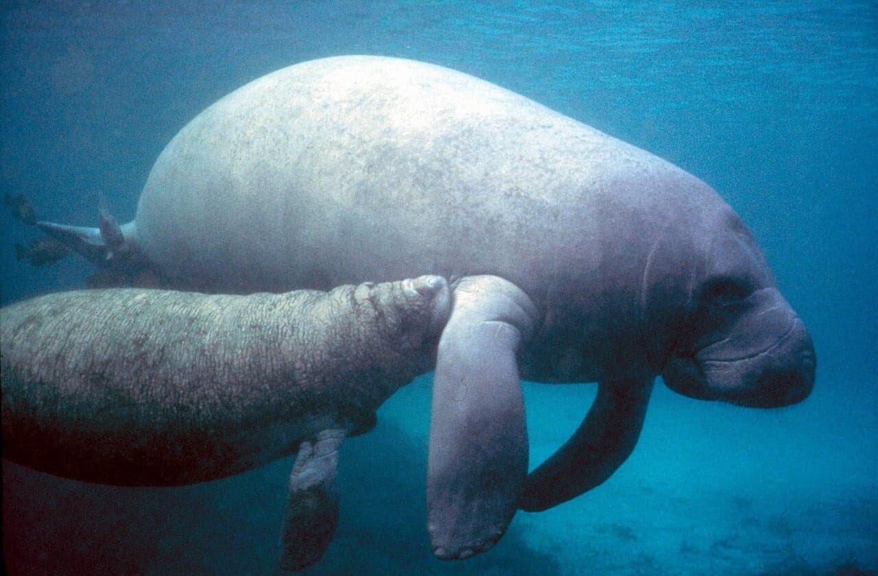 A large manatee floating peacefully near the surface of clear Caribbean water