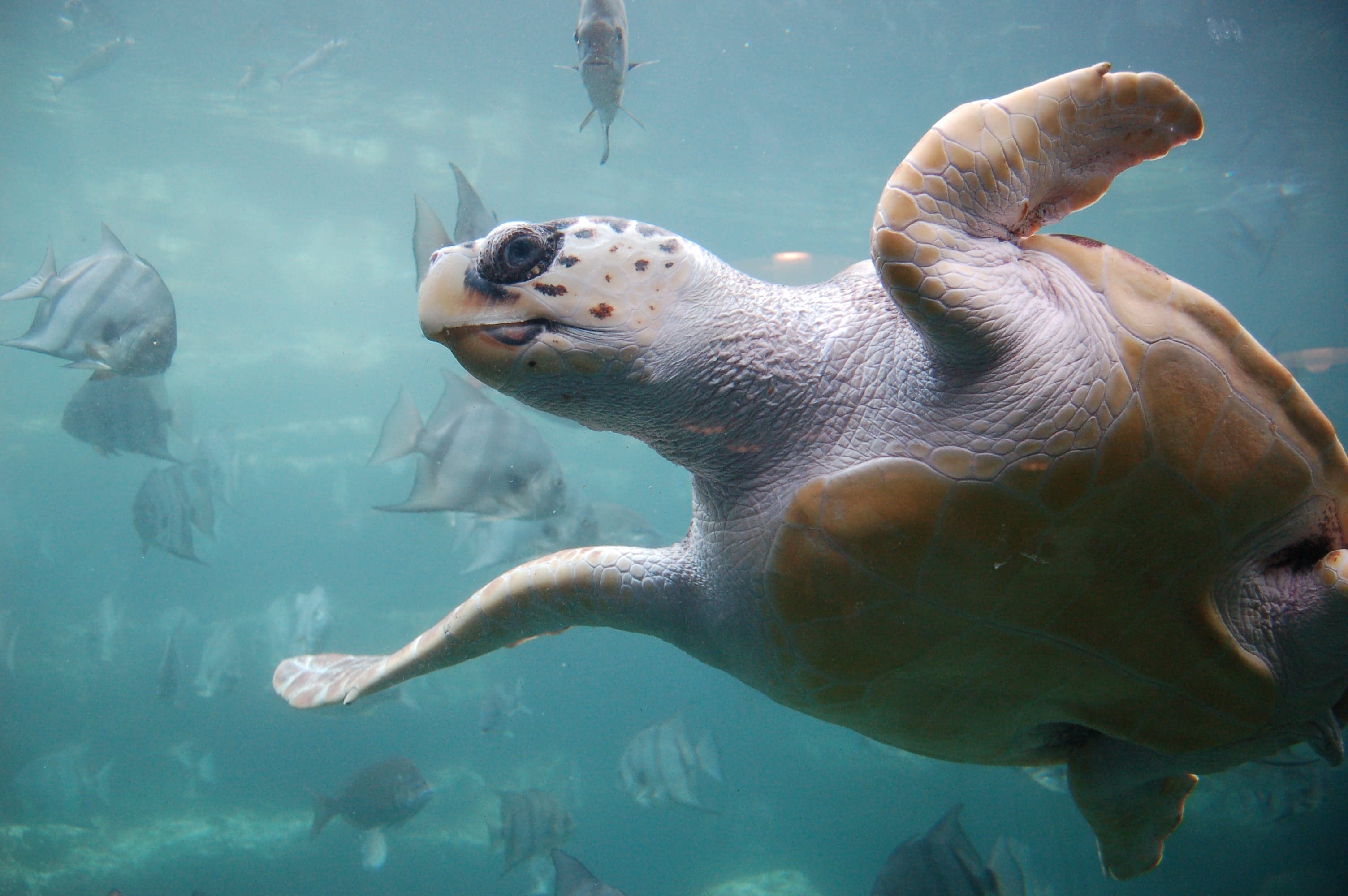 A loggerhead sea turtle resting on the seabed near rocky Mediterranean coastline