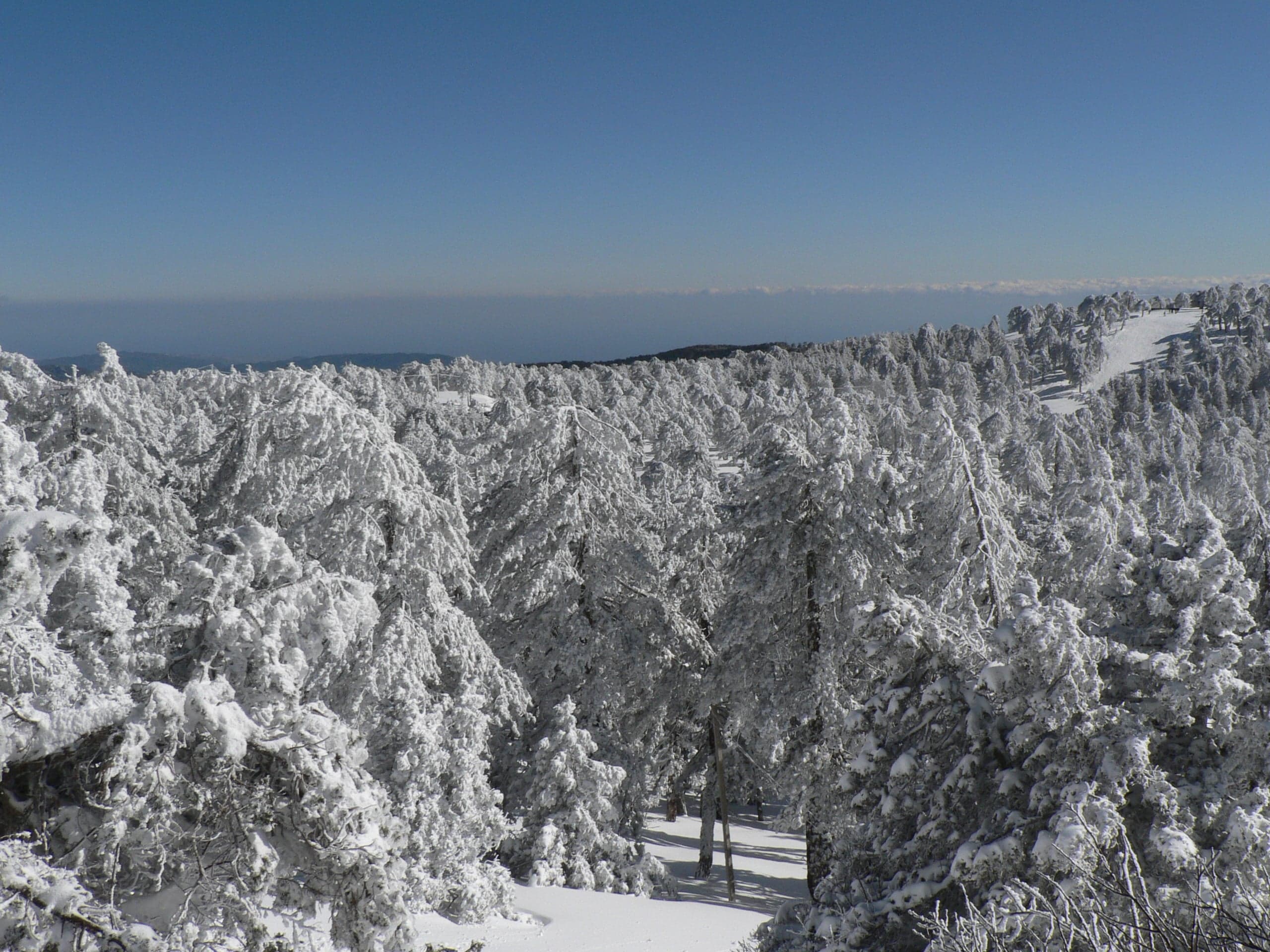 Pine-covered slopes of the Troodos mountains with Mount Olympus in the distance