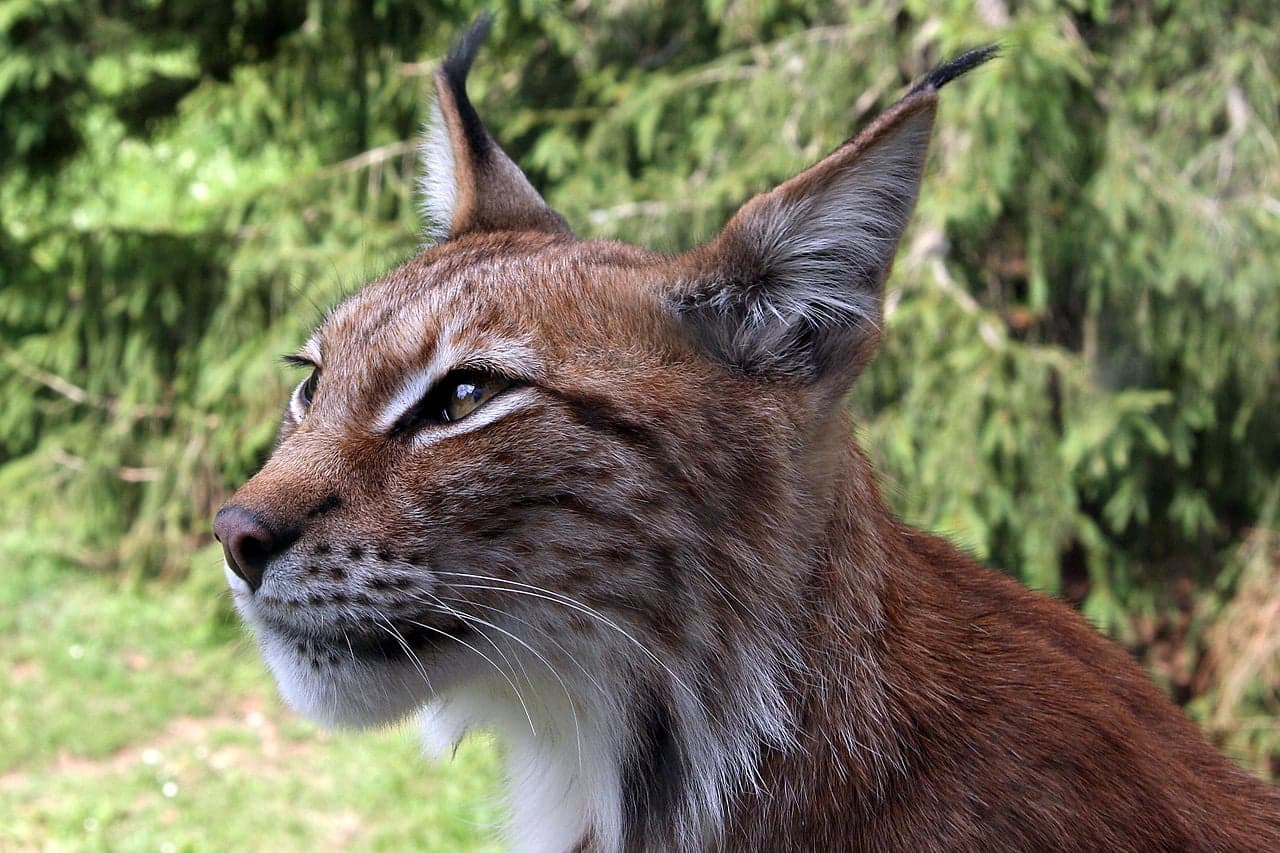 A Eurasian lynx with spotted coat and tufted ears in a snowy forest