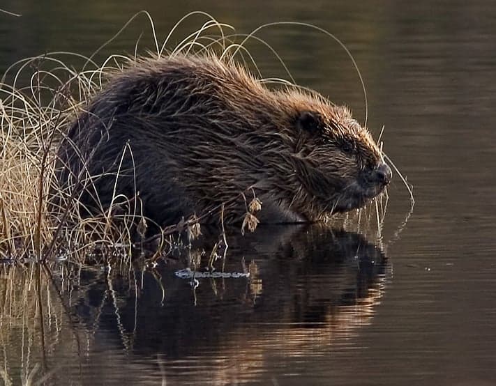 A European beaver on a riverbank near its dam in a Czech river
