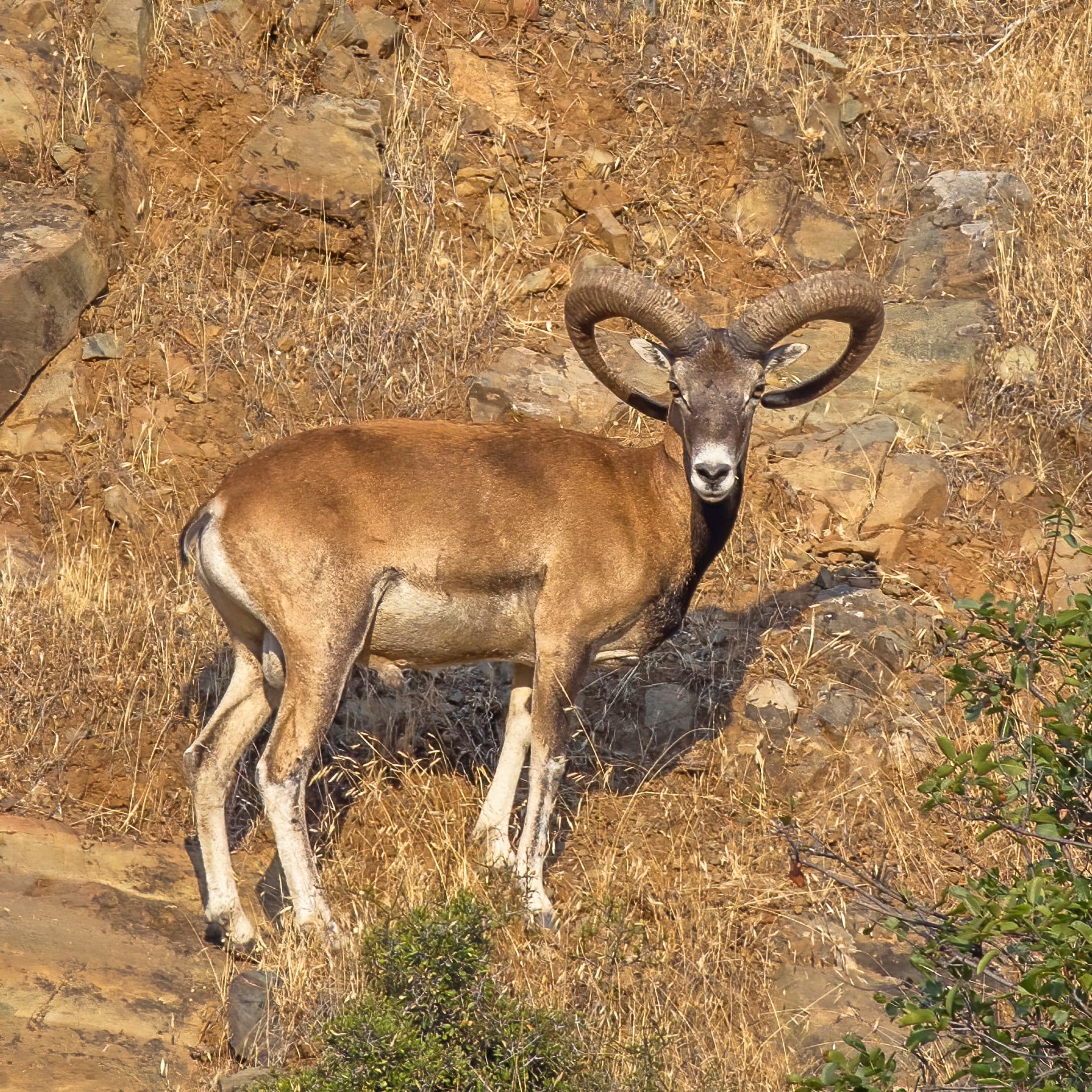 A mouflon ram with large curved horns standing on a rocky hillside