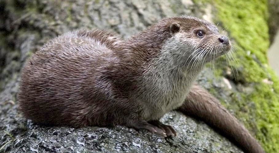 A Eurasian otter swimming in clear water