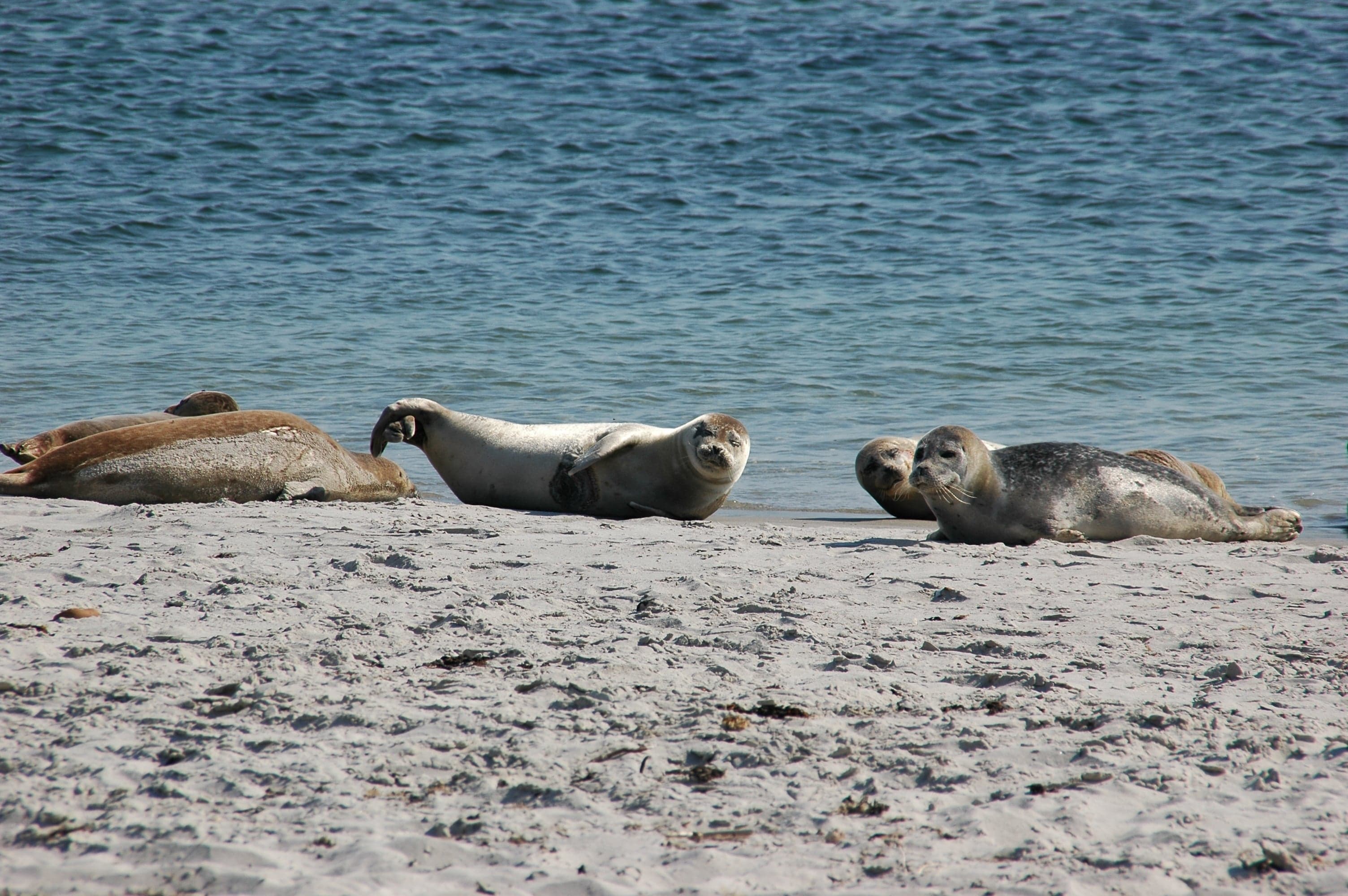 A common seal lying on a sandbank on the Danish coast