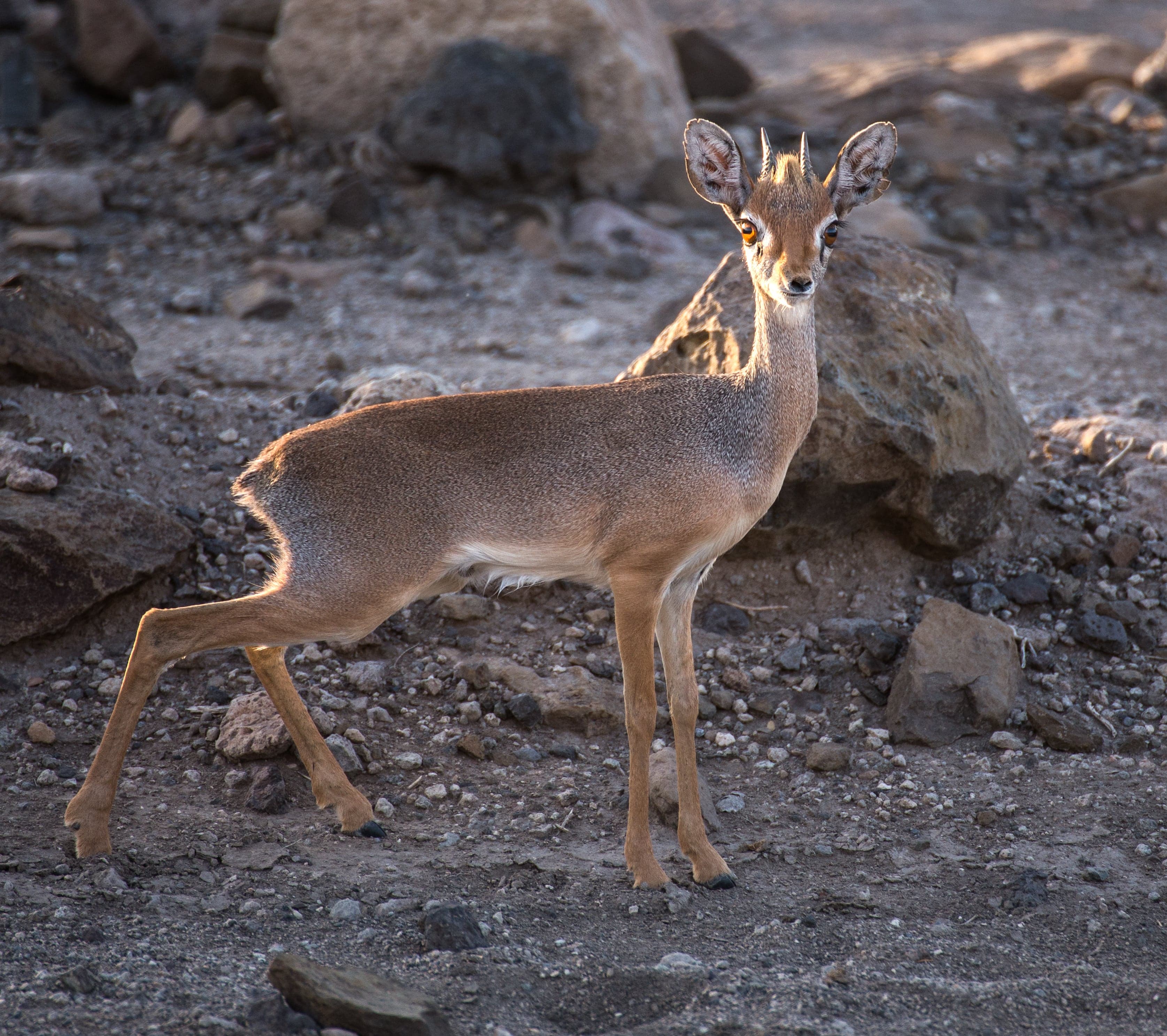 A tiny dik-dik antelope with big dark eyes standing among dry bushes