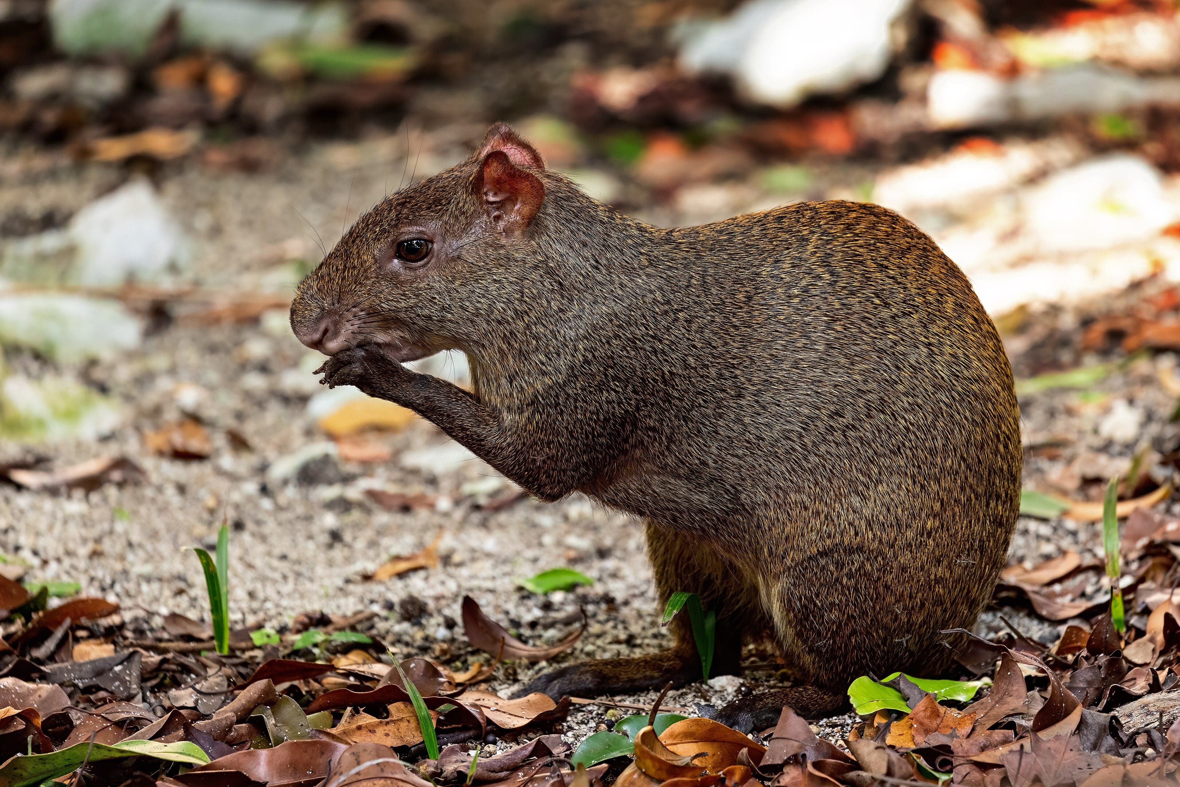 A golden-brown agouti sitting alert in the forest undergrowth in Dominica