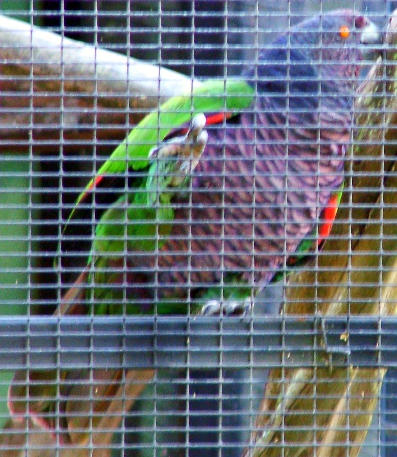 A sisserou parrot with deep purple-blue breast and green wings perched on a branch in Dominica