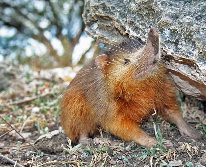 A Hispaniolan solenodon with its long flexible snout exploring the forest floor
