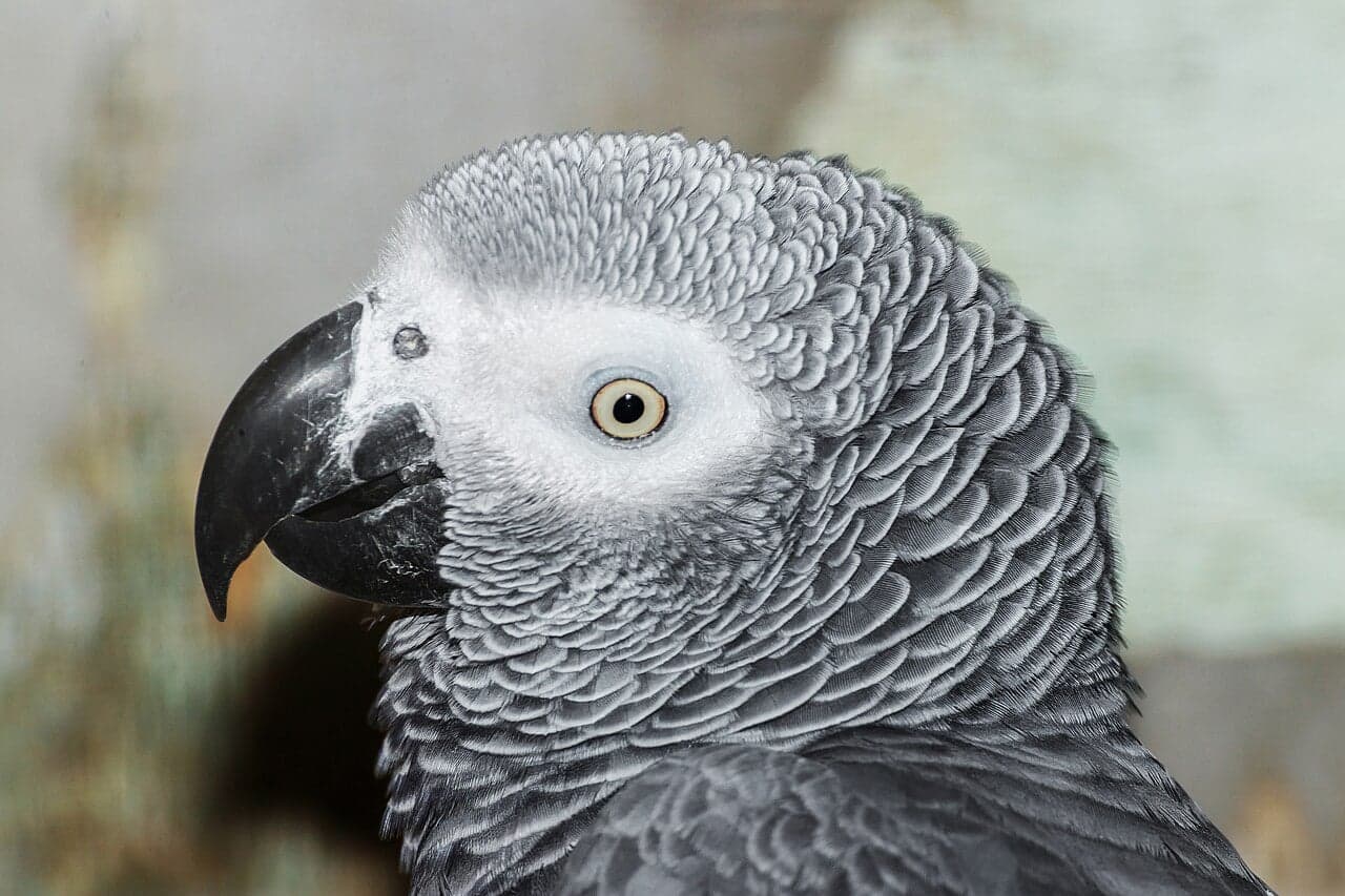 A silver-grey parrot with a bright red tail perched on a branch in the forest