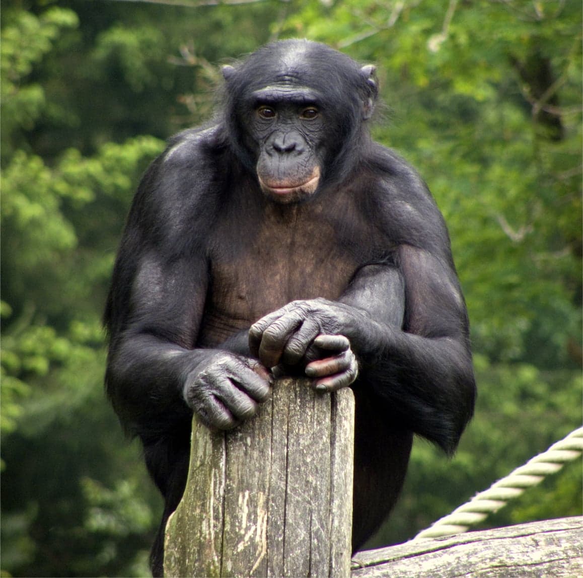 A bonobo sitting in a tree in the Congo rainforest, looking curious