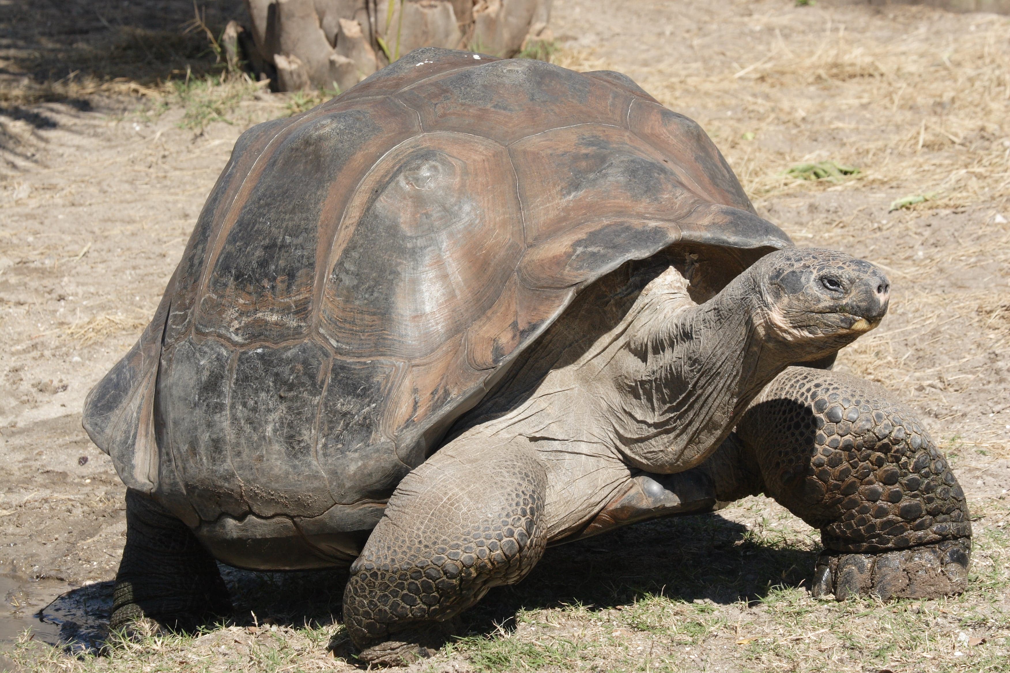 A huge Galápagos giant tortoise walking slowly through dry grass with a domed shell