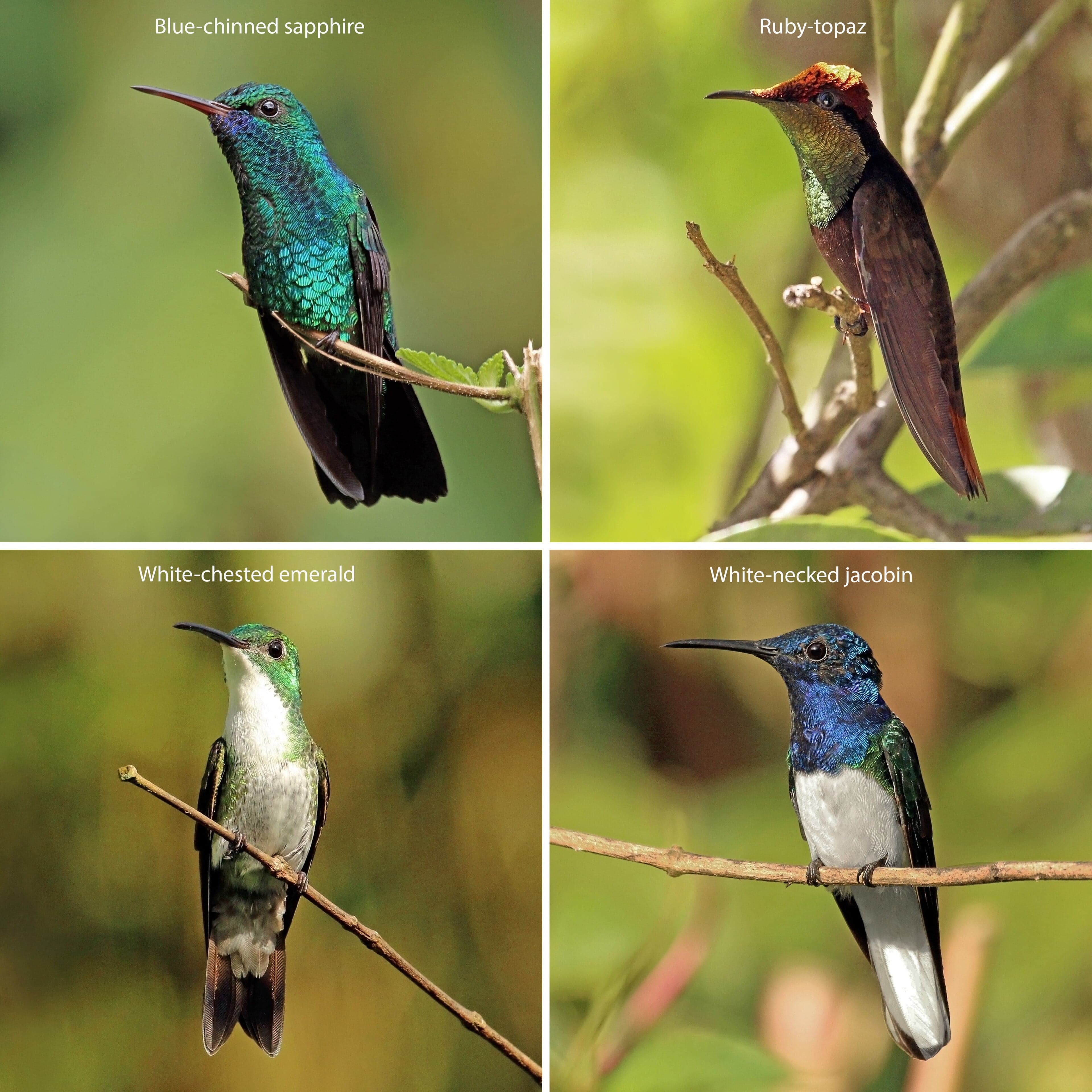 A sparkling violet-tailed sylph hummingbird hovering beside a bright tropical flower in Ecuador