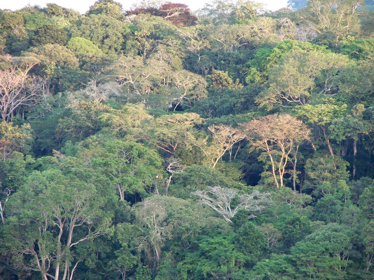 Dense tropical rainforest canopy in Río Muni, the mainland region of Equatorial Guinea