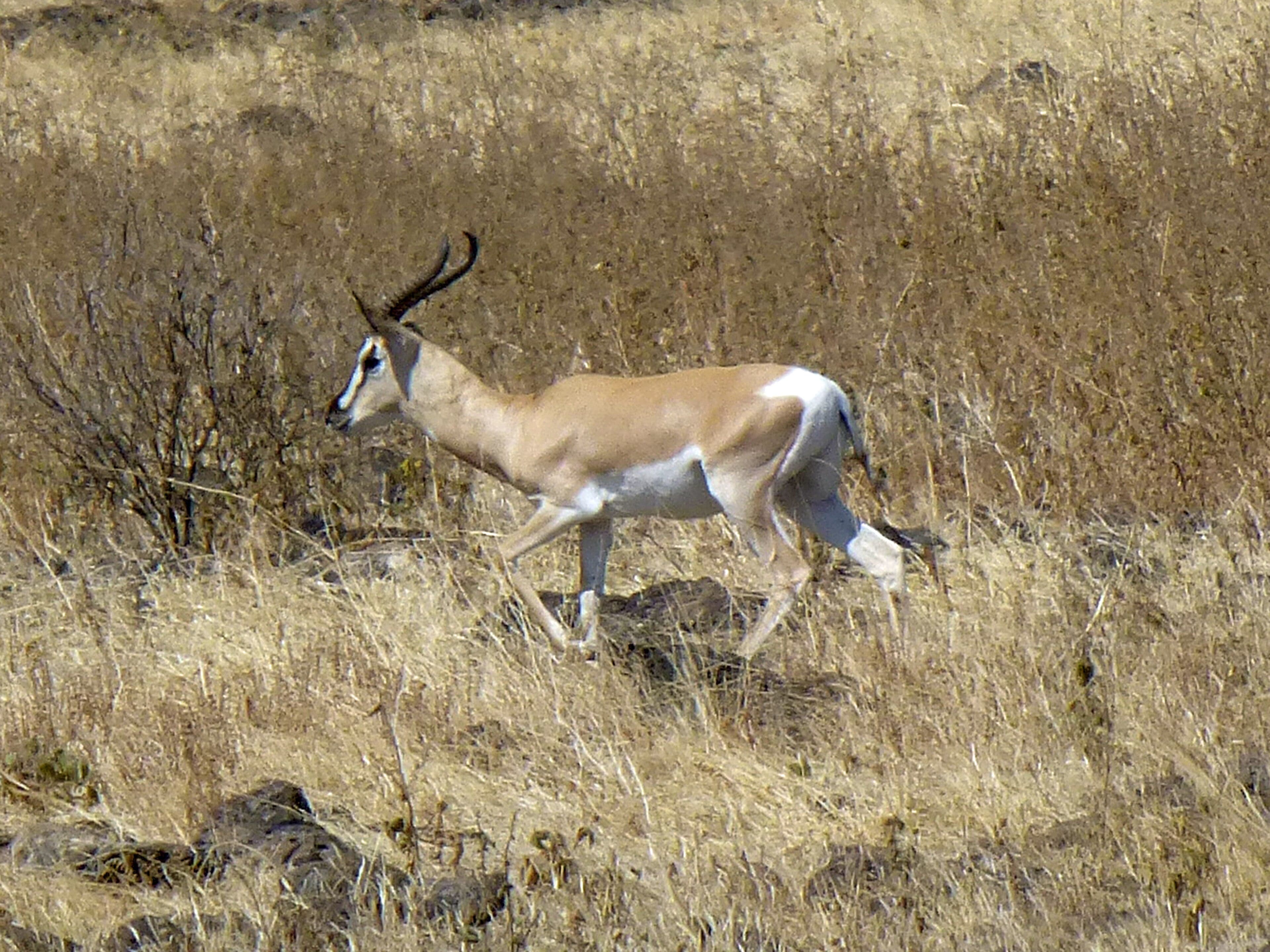 A Soemmerring's gazelle with long curved horns standing on dry grassland