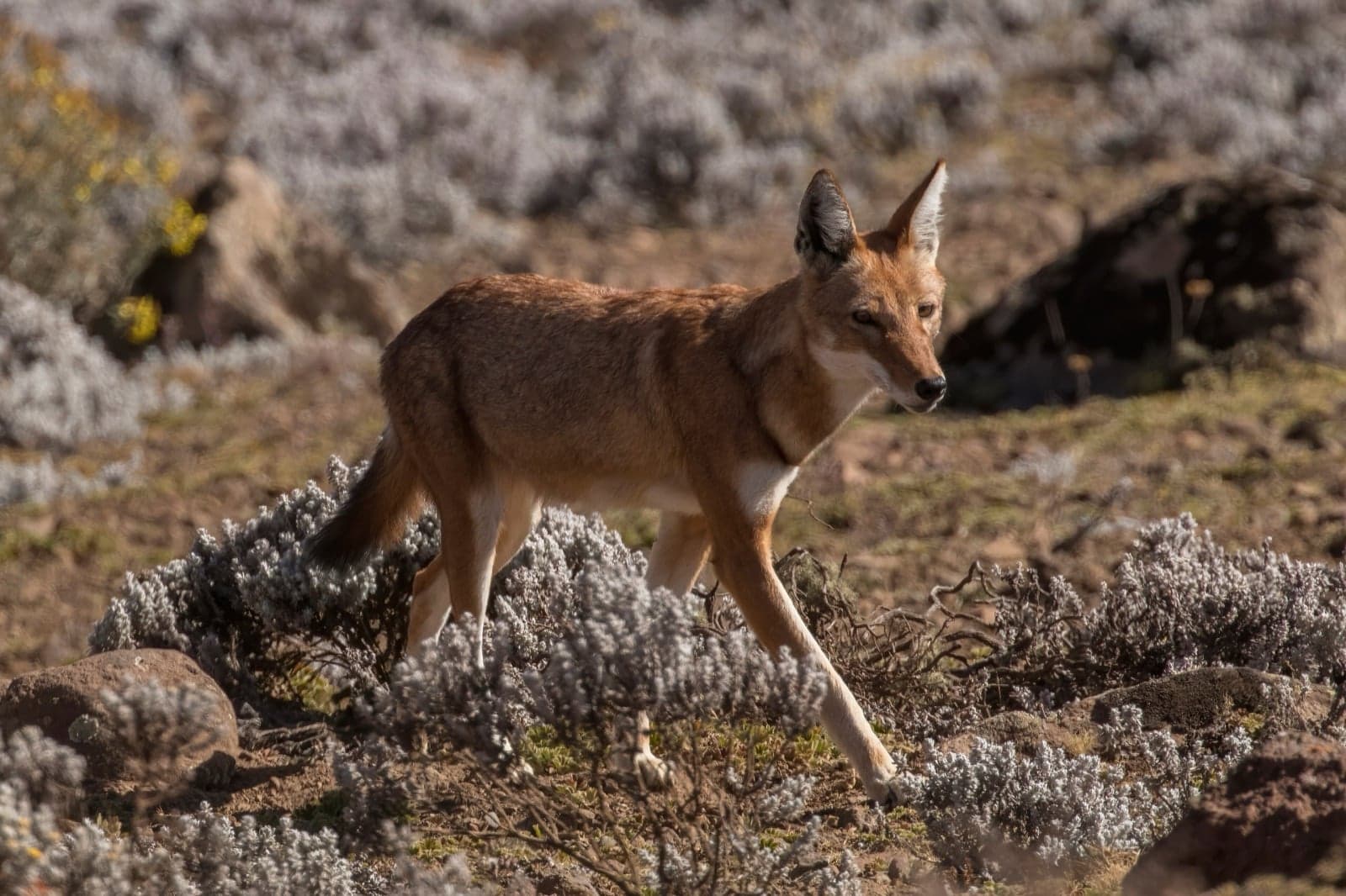 A rust-red Ethiopian wolf standing in highland moorland