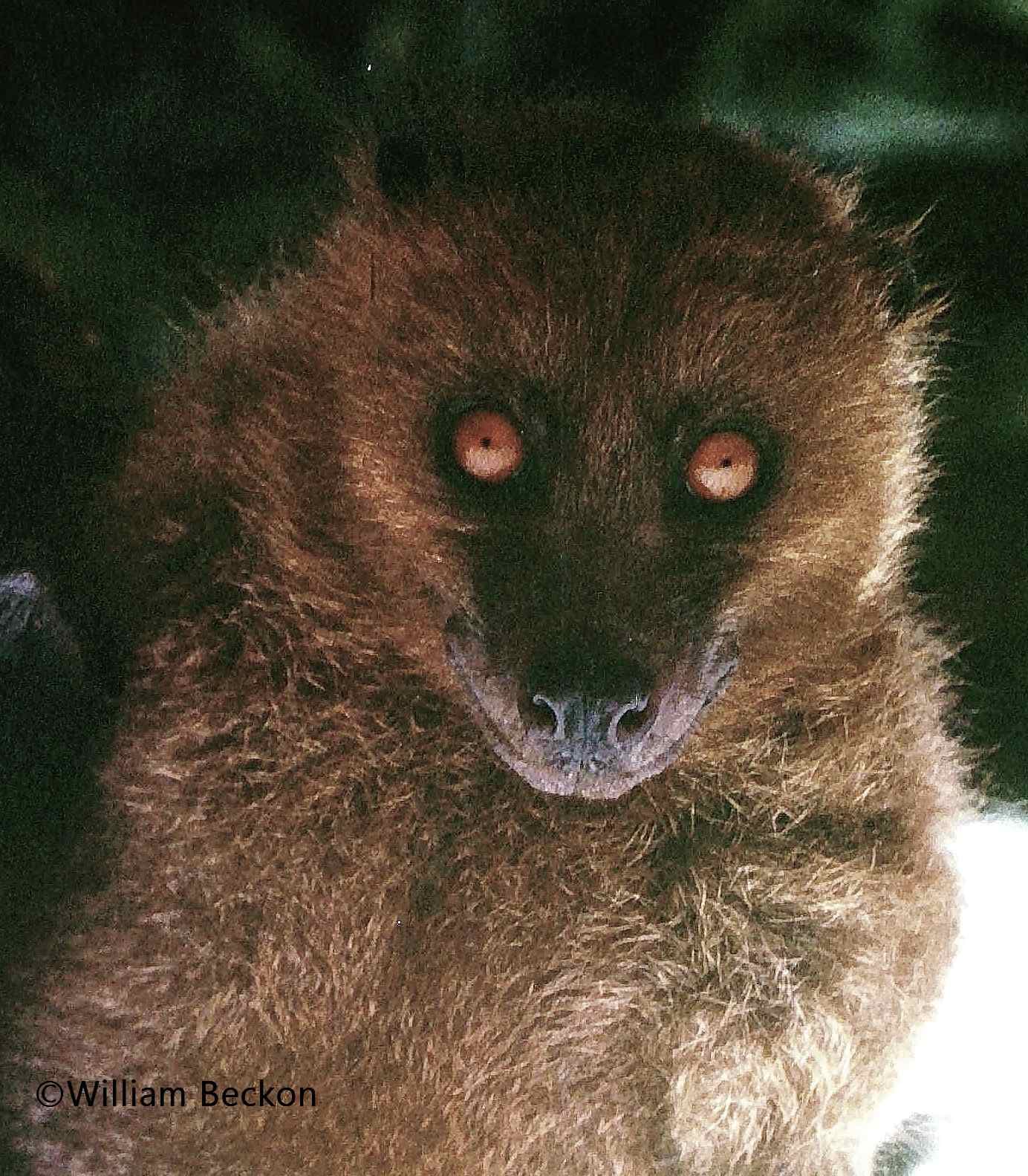 A large Fiji flying fox hanging upside down from a branch with its wings slightly spread