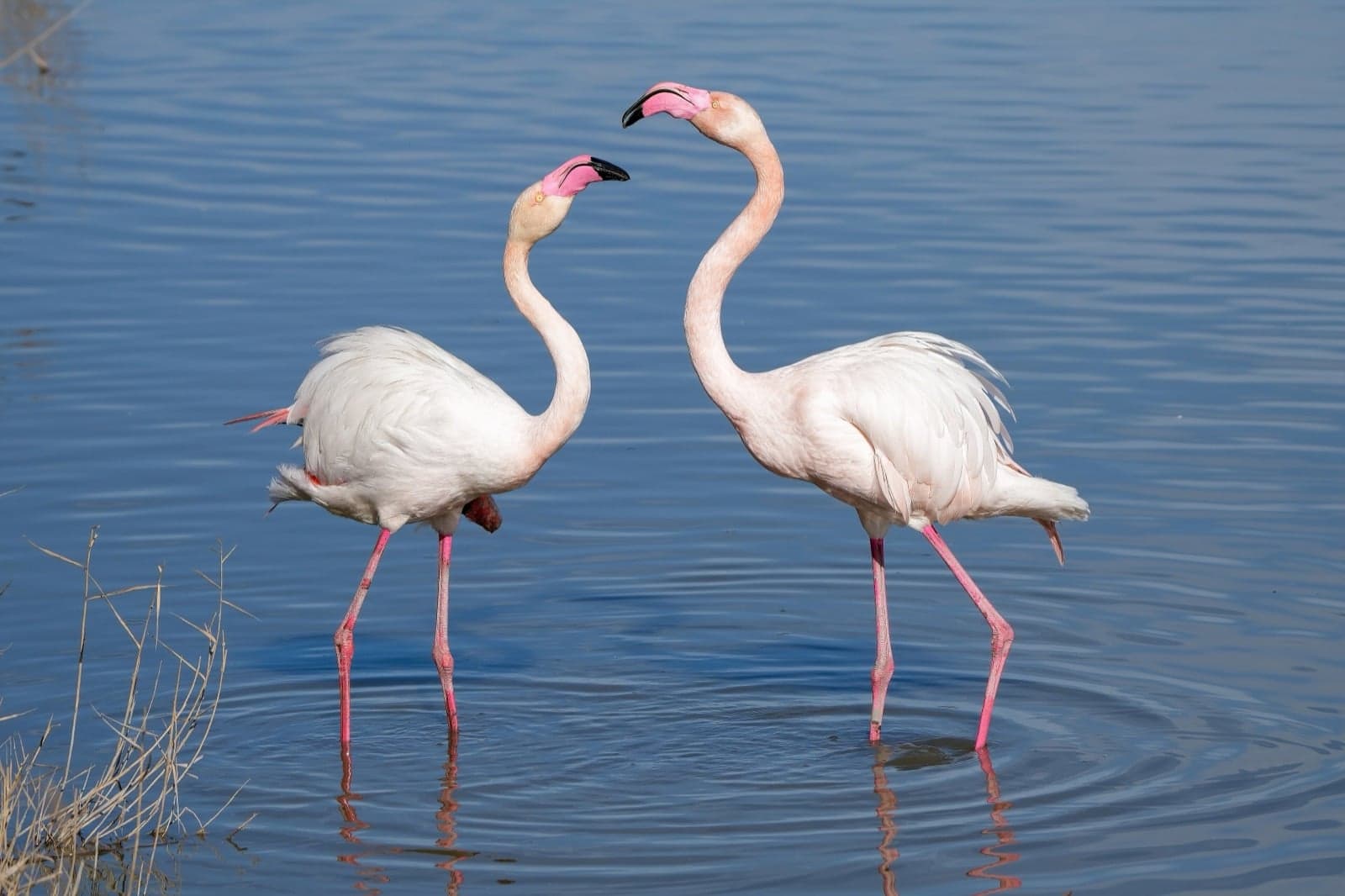Two greater flamingoes in shallow water in the Camargue wetlands