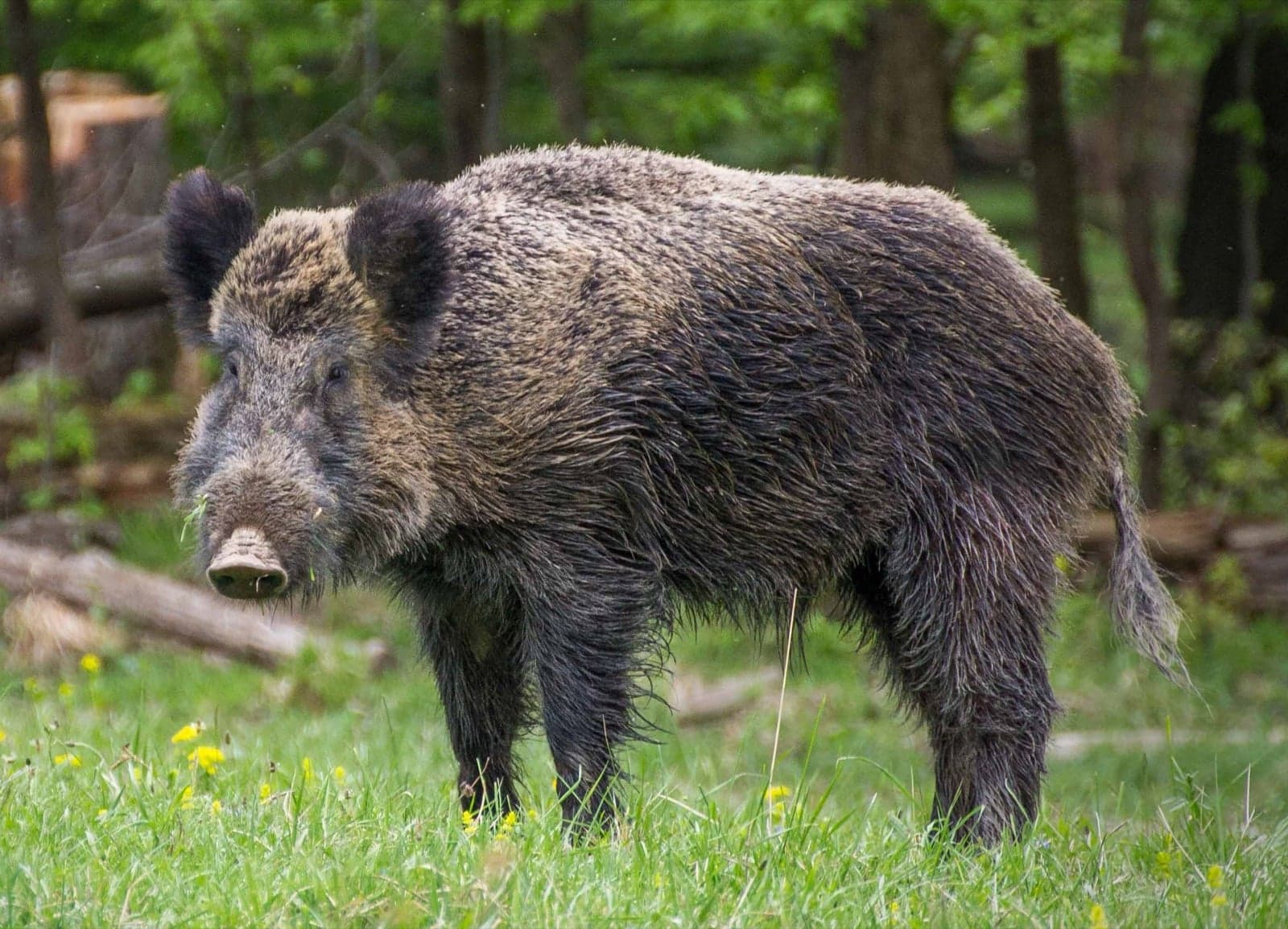 A wild boar standing in a forest clearing