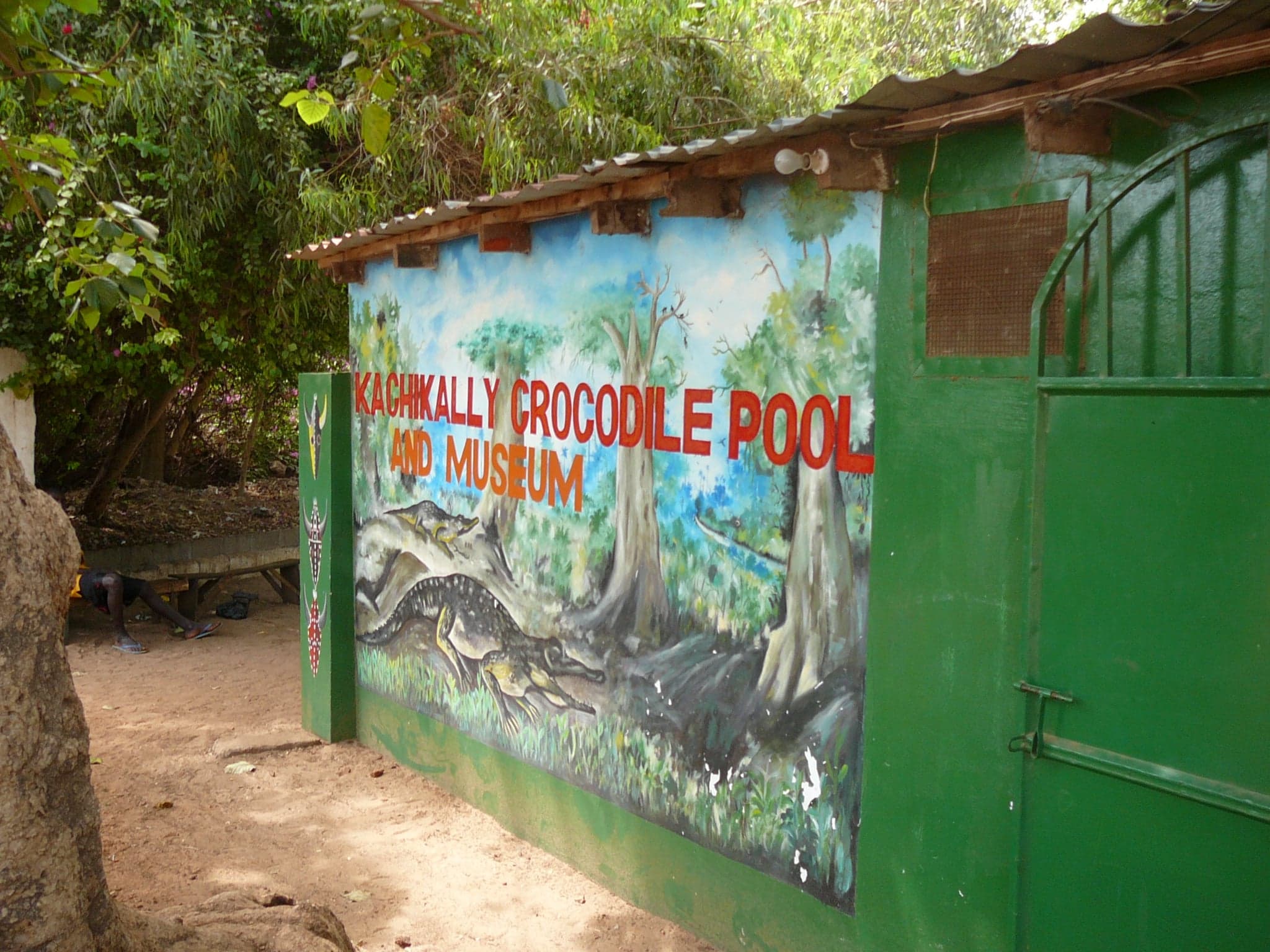 Several large Nile crocodiles resting at the edge of a green pool surrounded by trees