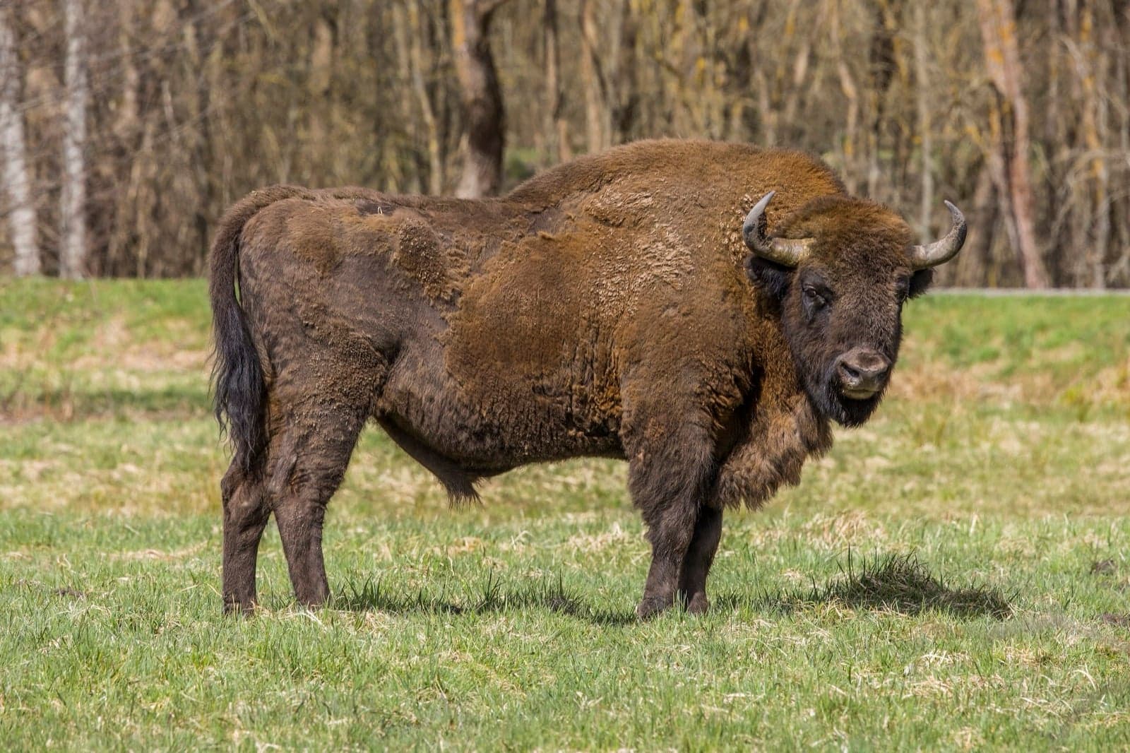 A large brown European bison standing in a grassy field