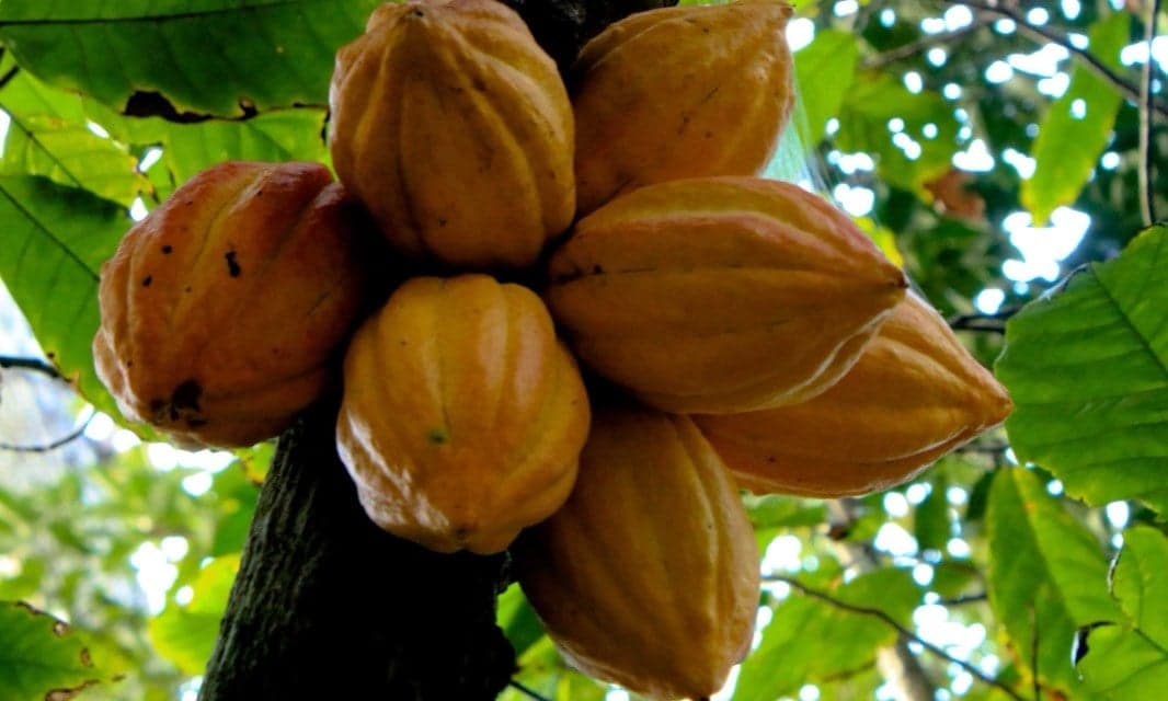 Yellow and orange cocoa pods growing on a tree in Ghana