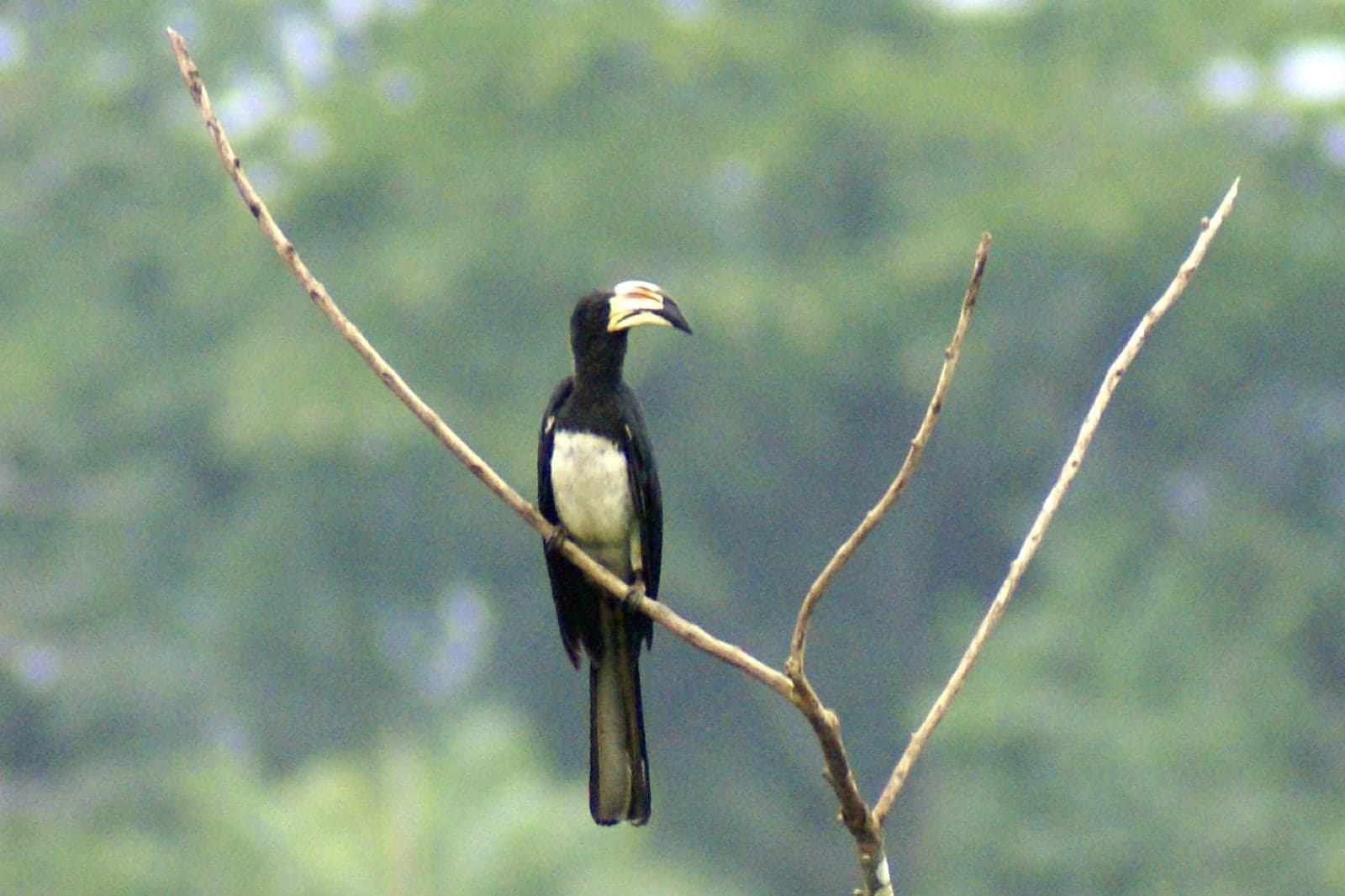 A hornbill perched in a tree showing its huge curved beak