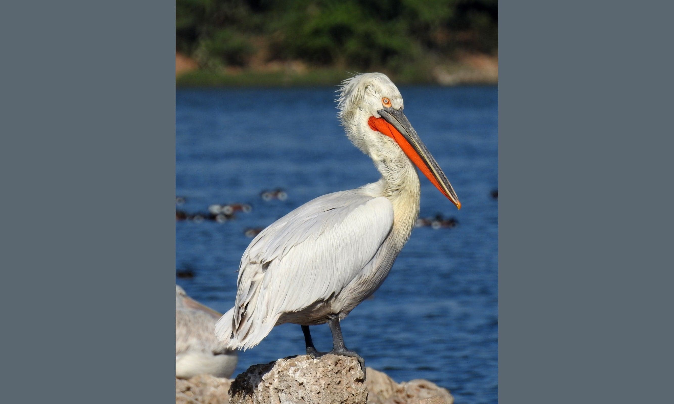 A Dalmatian pelican with its huge orange throat pouch on a Greek lake