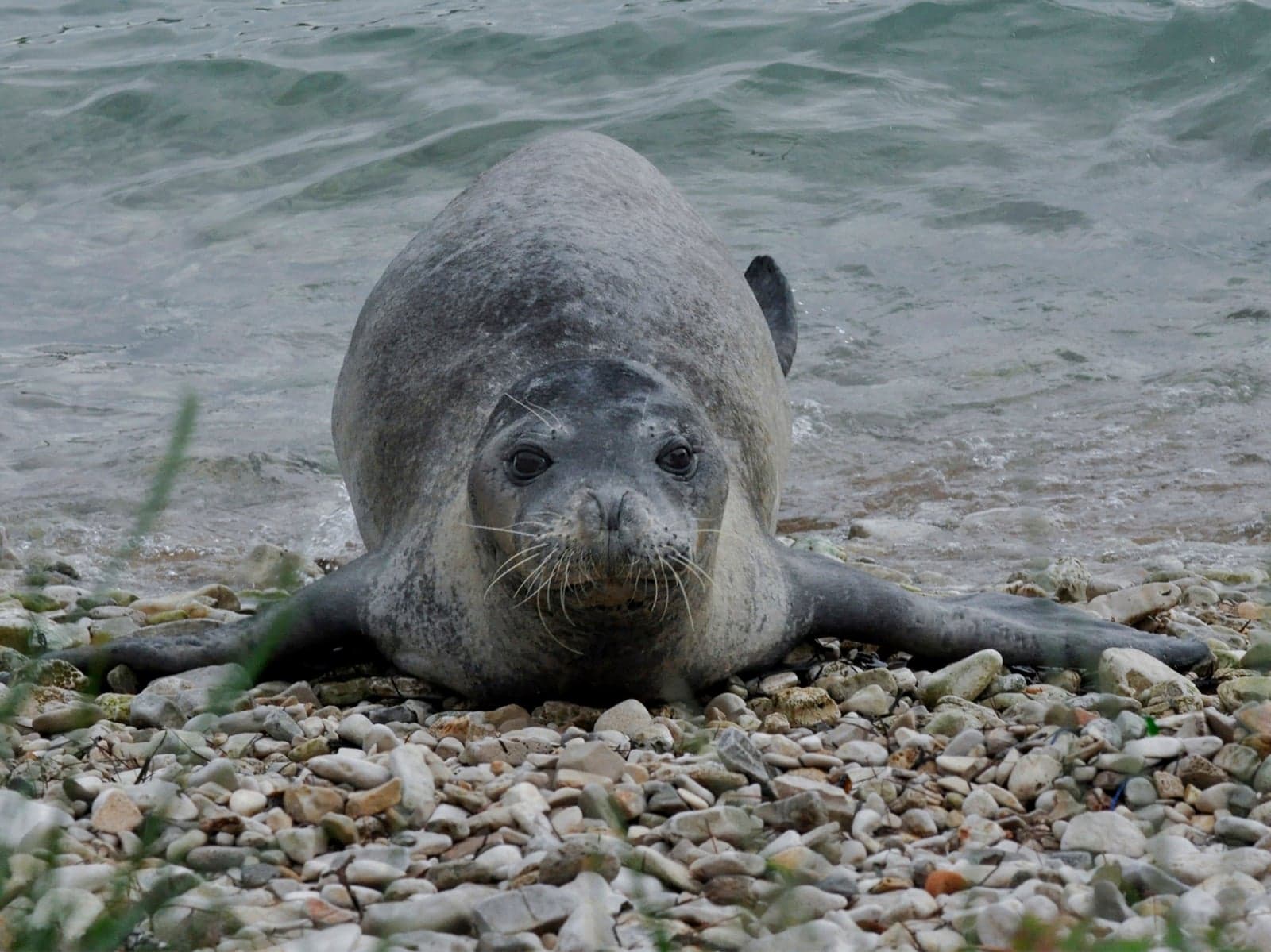 A Mediterranean monk seal resting in a sea cave