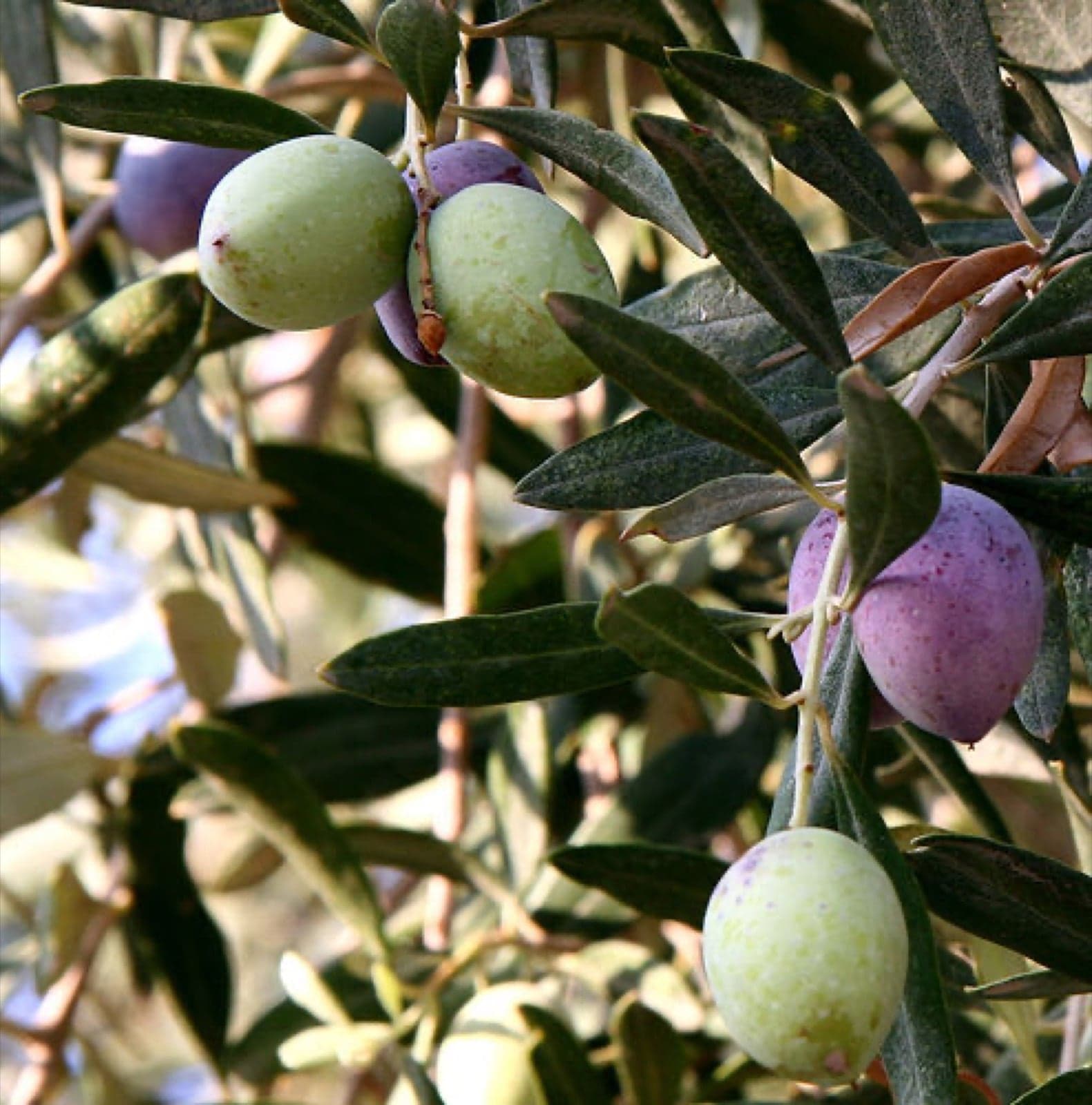 An ancient gnarled olive tree on Crete, with silver-green leaves