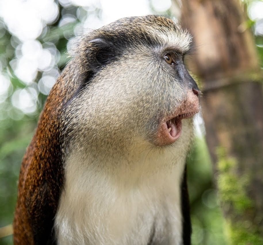 A Mona monkey sitting in a tree looking directly at the camera with bright eyes