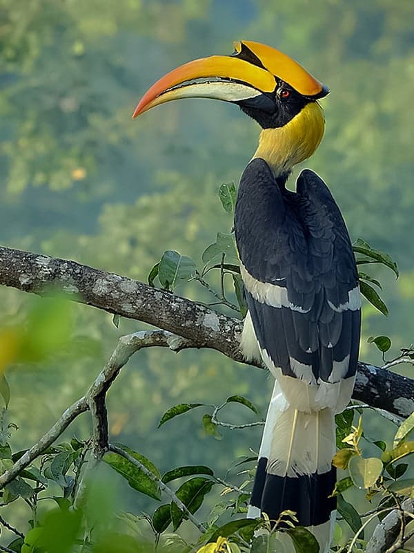 A large hornbill perched on a branch, showing its distinctive bright yellow and red curved beak