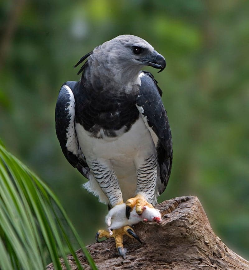 A harpy eagle perched on a branch in a South American rainforest