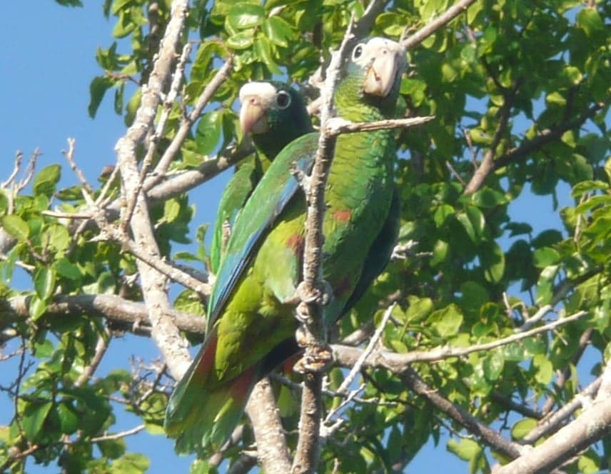 A bright green Hispaniolan amazon parrot perched in a tropical tree