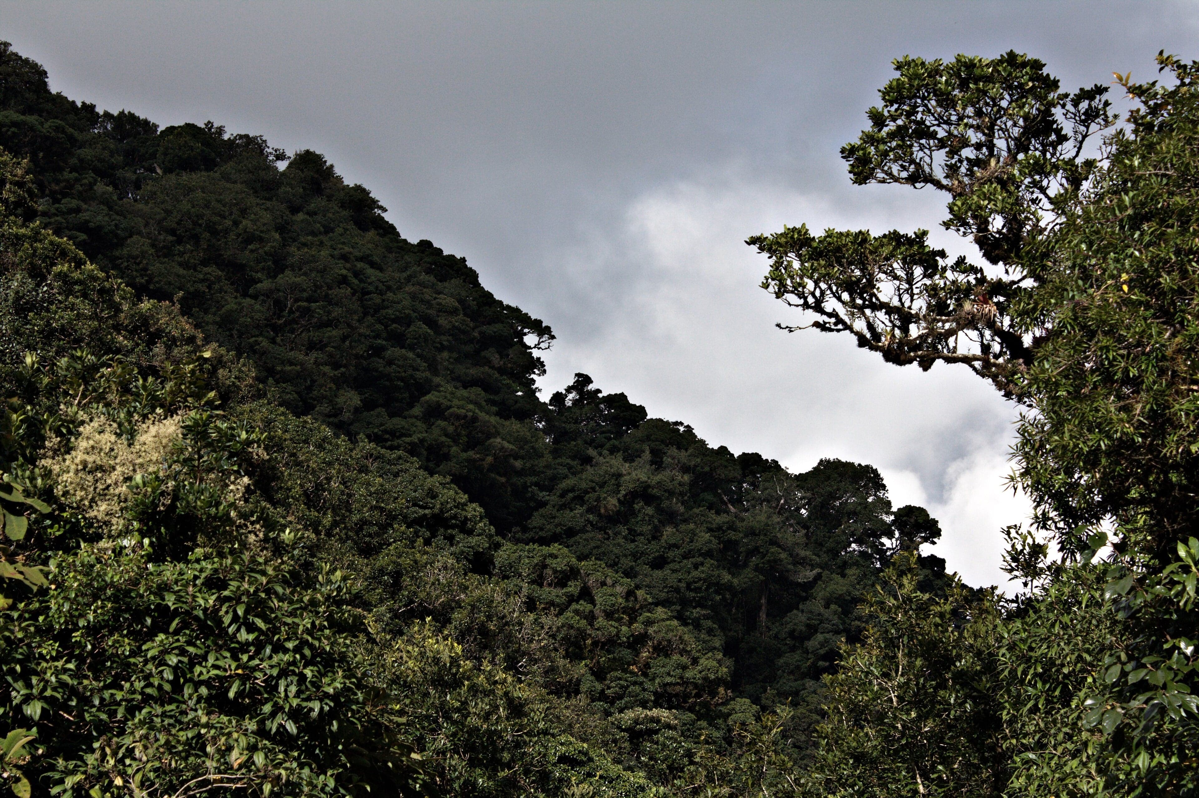 Misty green cloud forest on the mountain slopes of La Tigra National Park, Honduras