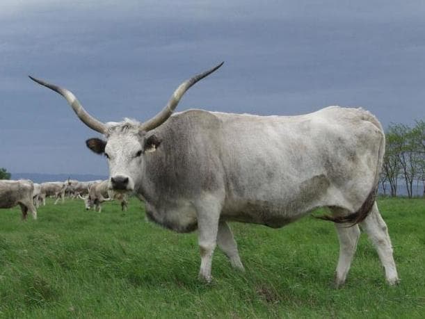 A herd of silver-grey Hungarian cattle with long curved horns on the open plain