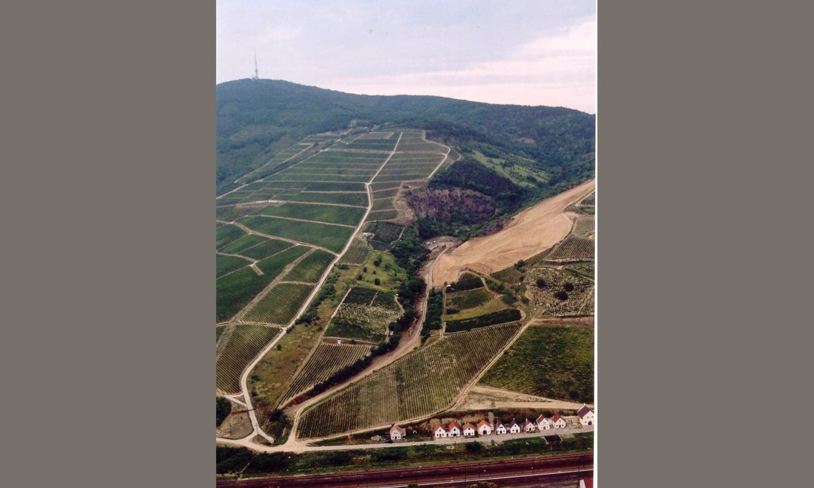 Rows of grape vines on sunny hillsides in the Tokaj region of Hungary