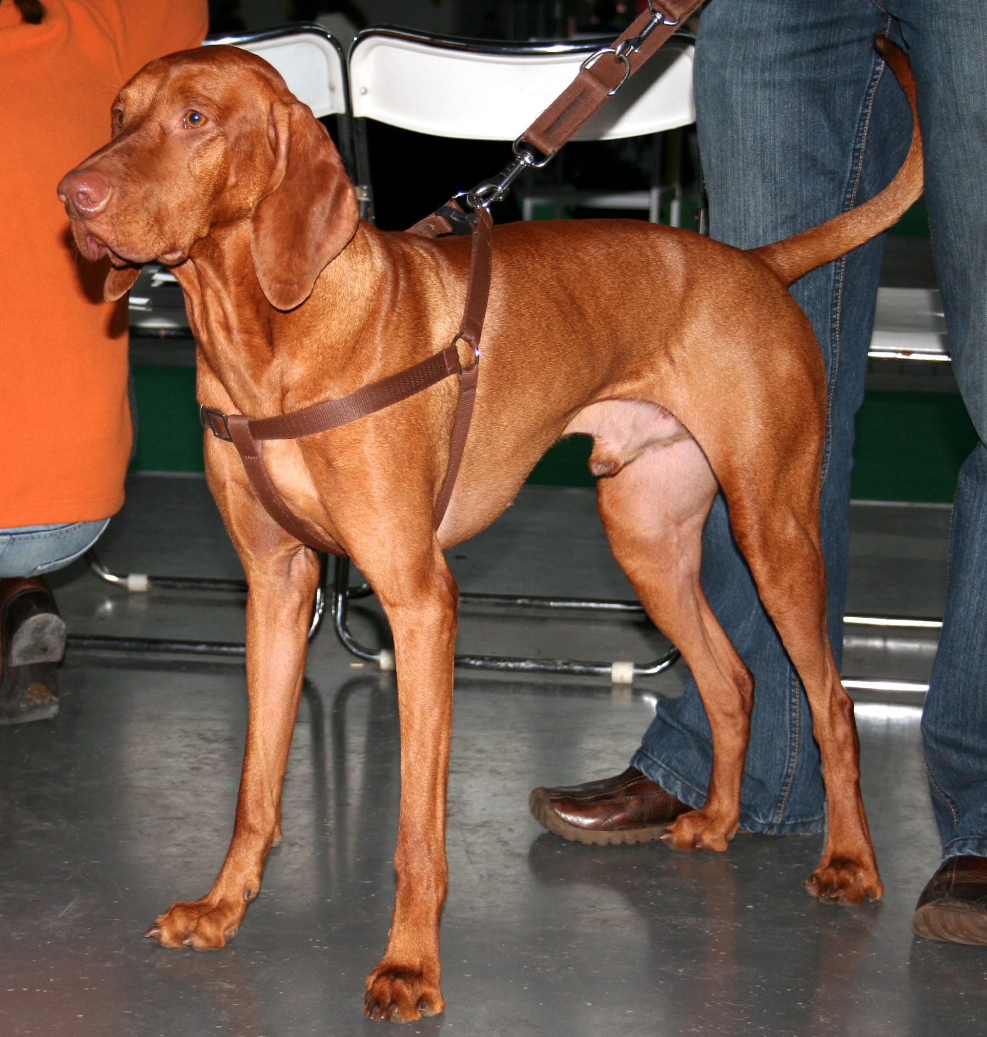 A golden-rust vizsla dog standing alert in a field of tall grass