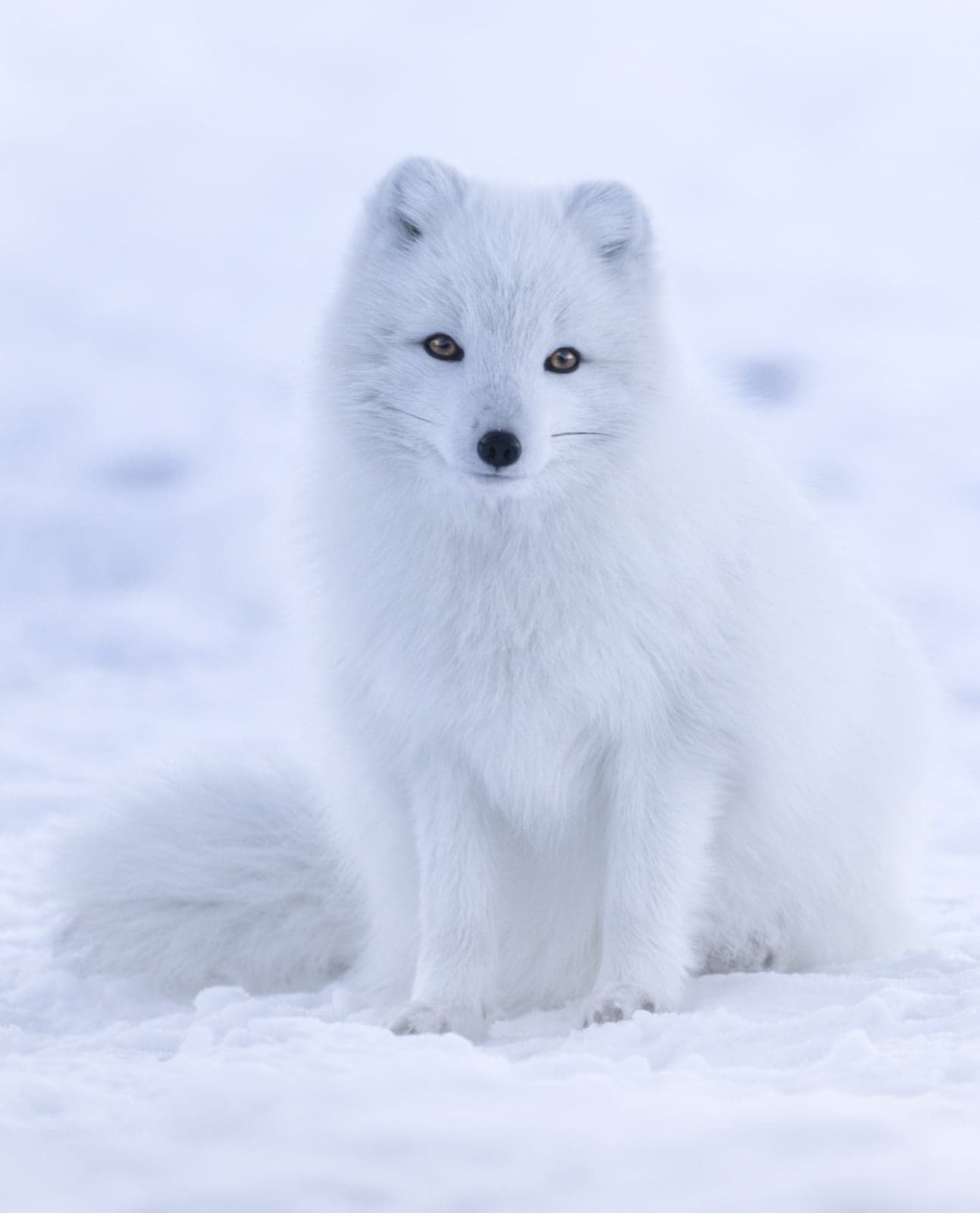 An Arctic fox with thick white winter fur standing in the snow