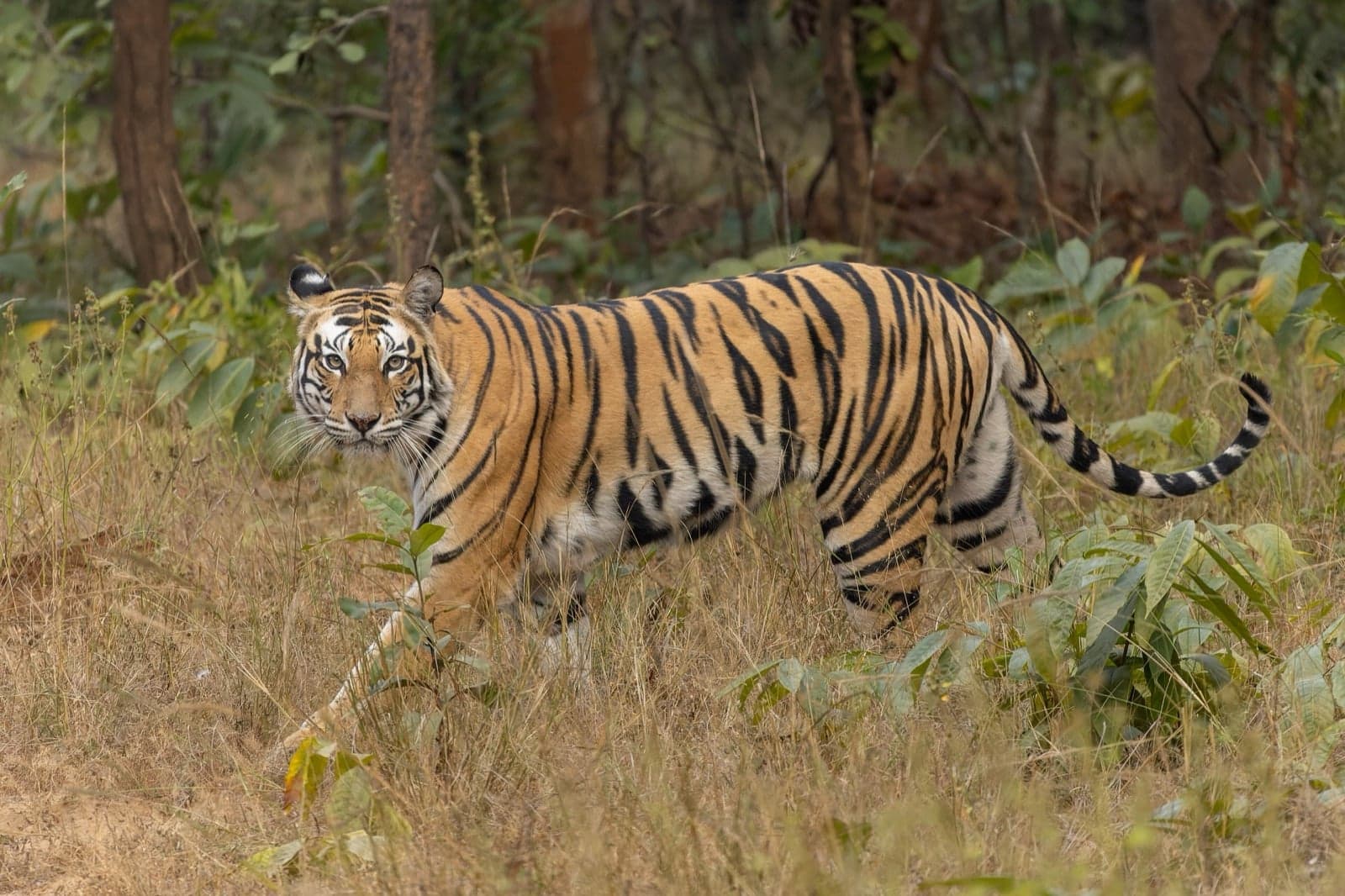 A Bengal tiger walking through long grass in an Indian forest