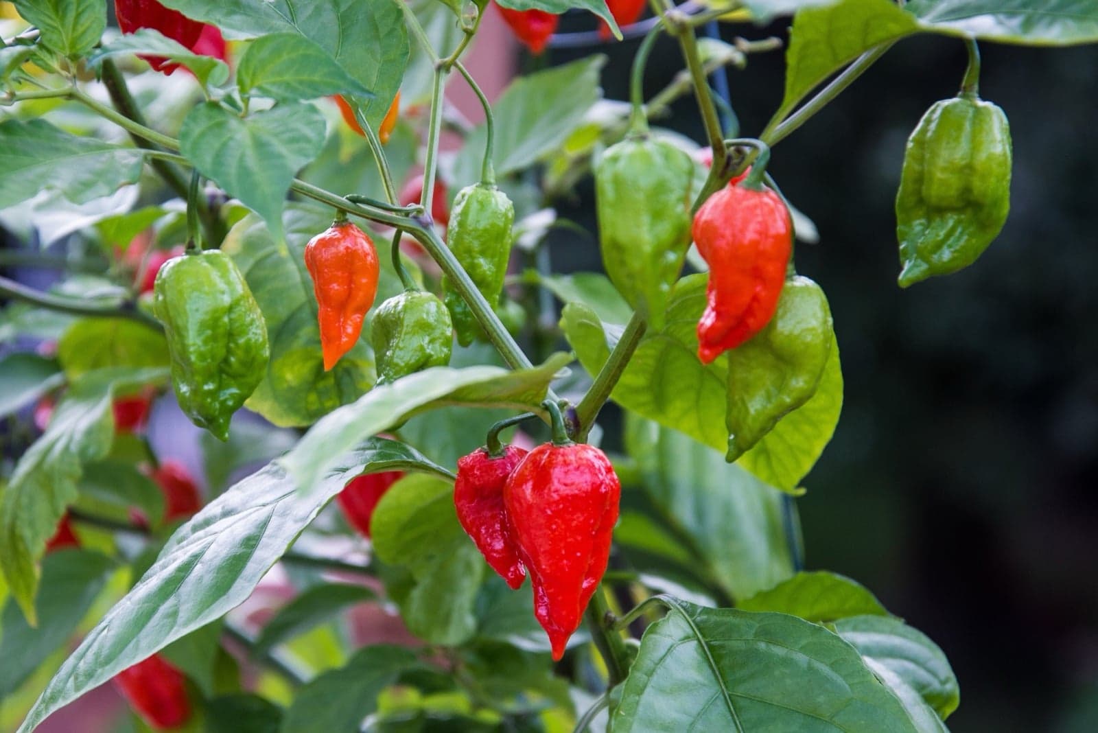 Bright red and green Bhut Jolokia chillies (ghost peppers) growing on a plant
