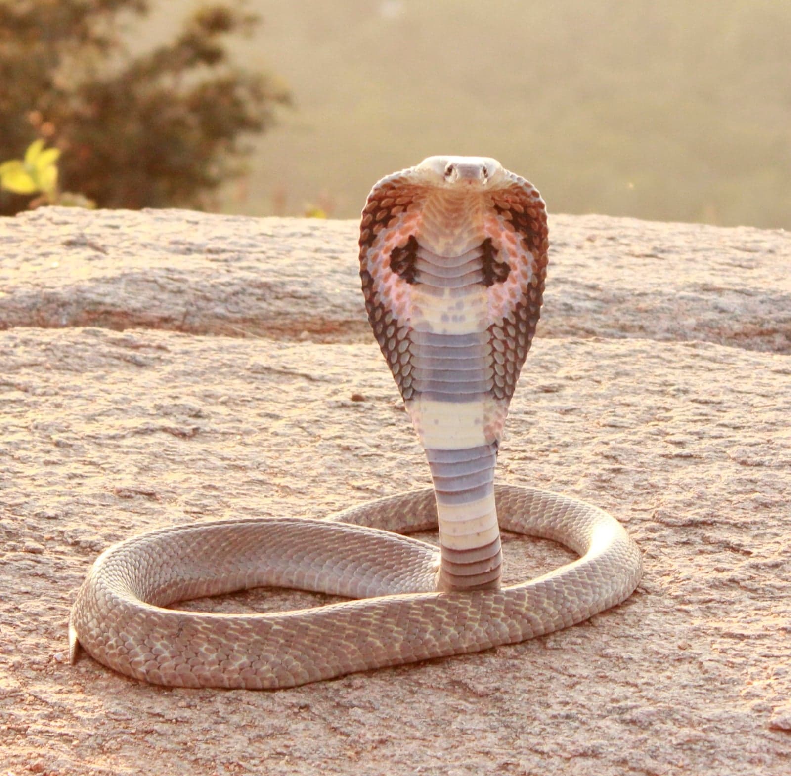 An Indian cobra with its hood spread, rising up from a coiled body on rocky ground