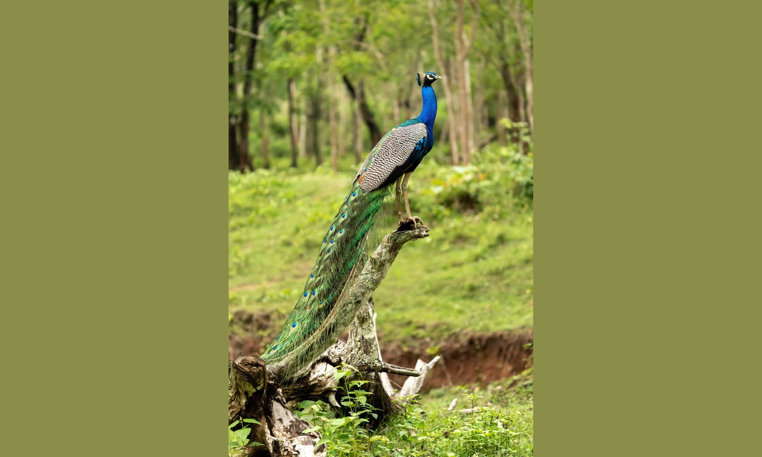 A male peacock with a long, bright green and blue tail perched on a tree stump