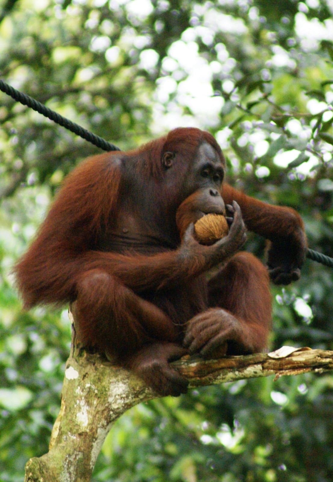 A red-haired orangutan sitting in a tree, holding a piece of fruit