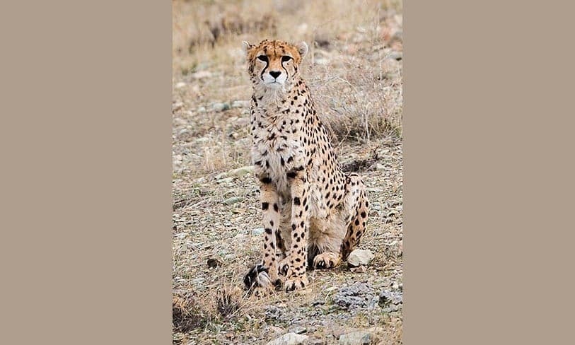 An Asiatic cheetah with lean build and distinctive tear-mark facial stripes standing in an arid landscape